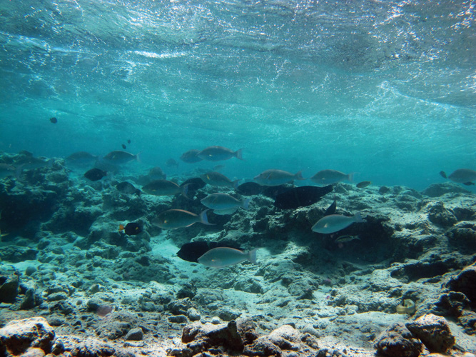Παραβάν με ψηφιακή εκτύπωση σε βαμβακερό καμβά υψηλής ποιότητας, ειδικό για ψηφιακή εκτύπωση. Ιδανικό για διακόσμηση και σαν διαχωριστικό εσωτερικών χώρων.