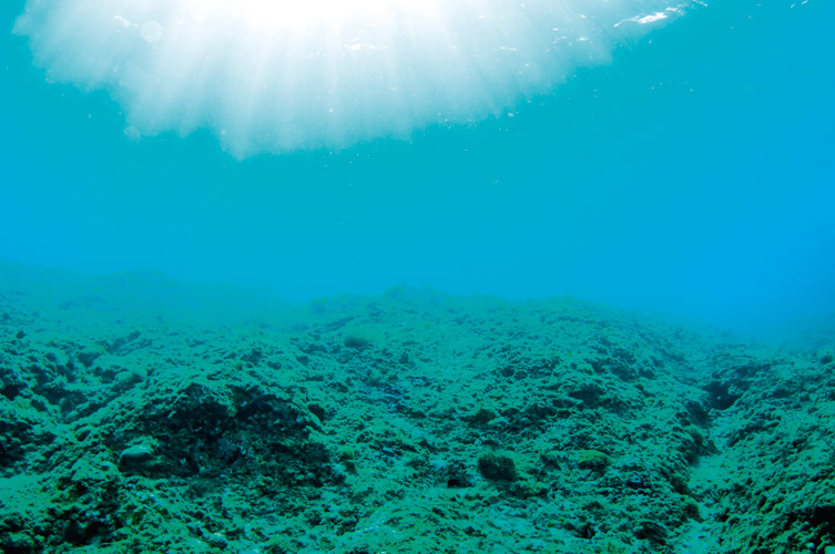 Παραβάν με ψηφιακή εκτύπωση σε βαμβακερό καμβά υψηλής ποιότητας, ειδικό για ψηφιακή εκτύπωση. Ιδανικό για διακόσμηση και σαν διαχωριστικό εσωτερικών χώρων.