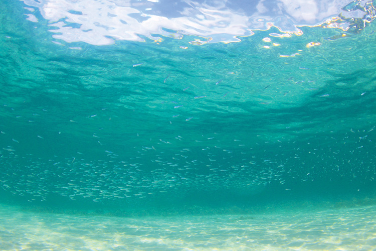 Παραβάν με ψηφιακή εκτύπωση σε βαμβακερό καμβά υψηλής ποιότητας, ειδικό για ψηφιακή εκτύπωση. Ιδανικό για διακόσμηση και σαν διαχωριστικό εσωτερικών χώρων.