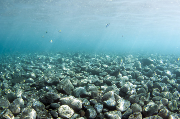 Παραβάν με ψηφιακή εκτύπωση σε βαμβακερό καμβά υψηλής ποιότητας, ειδικό για ψηφιακή εκτύπωση. Ιδανικό για διακόσμηση και σαν διαχωριστικό εσωτερικών χώρων.