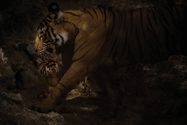 Προτάσεις για διακόσμησηΟ πίνακας σε καμβά ANIC-037 προσδίδει έναν αέρα ζωντάνιας και φυσικότητας σε οποιοδήποτε χώρο. Για ένα κλασικό στυλ διακόσμησης, μπορεί να τοποθετηθεί πάνω από μια ξύλινη επένδυση ή τζάκι, ενισχύοντας τη θαλπωρή του χώρου. Σε ένα μοντέρνο περιβάλλον, η δυναμική παρουσία του μπορεί να τονίσει έναν λευκό ή λοφώ χρωματικό τοίχο, συνδυάζοντας την απλότητα με την τέχνη. Ο μινιμαλιστικός χώρος μπορεί να επωφεληθεί από τις αρχές του πίνακα, προσθέτοντας μια εστίαση στα φυσικά στοιχεία και τις γραμμές του.Λίγα λόγια για τον πίνακαΗ χρήση της τεχνικής στην απεικόνιση του ζώου, με τις λεπτομερείς αποχρώσεις και υφές, αναδεικνύει τη ζωντάνια του θέματος. Το ζώο συμβολίζει την ανεξαρτησία και την ελεύθερη πνευματικότητα, στοιχεία που προσδίδουν δυναμική στην καλλιτεχνική αξία του έργου. Οι φωτεινές αποχρώσεις και η αντίθεση του φωτός και της σκιάς συμβάλλουν στη γοητεία και την εντύπωση του έργου, ενώ οι καθαρές πινελιές ενισχύουν την αρμονία της σύνθεσης, καθηλώνοντας το βλέμμα του θεατή.Ο πίνακας δημιουργεί μια αίσθηση θαυμασμού και κοντά στο φυσικό κόσμο. Η λεπτομέρεια της απεικόνισης προκαλεί τον θεατή να ασχοληθεί βαθύτερα με την κατανόηση του ζώου και του περιβάλλοντος του. Η αίσθηση ηρεμίας που αποπνέει, σε συνδυασμό με την ένταση του βλέμματος του ζώου, μεταφέρει μια βαθιά αίσθηση ελευθερίας και αναζήτησης για κάτι πέρα από τα καθημερινά όρια.Ψηφιακή εκτύπωση σε καμβά. Ο καμβάς είναι υψηλής ποιότητας, ειδικός για ψηφιακή εκτύπωση που αναδεικνύει τα χρώματα. Είναι ιδανικός για διακόσμηση εσωτερικών χώρων. Παραλαμβάνετε τον πίνακα με την ψηφιακή εκτύπωση καμβά, τελαρωμένο σε τελάρο από ανθεκτικό ξύλο 2εκ, στη διάσταση που θέλετε.