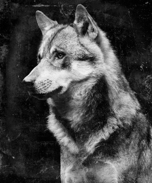 Προτάσεις για διακόσμησηO πίνακας σε καμβά με την κωδική ονομασία ANIC-038 αποτελεί μια εξαιρετική προσθήκη σε ποικίλα διακοσμητικά στυλ. Με το μεγαλείο του ζωικού βασιλείου ως θέμα του, αυτός ο πίνακας μπορεί να προσδώσει μια γοητευτική πινελιά σε έναν κλασικό χώρο, δημιουργώντας έναν ενδιαφέροντα διάλογο ανάμεσα στη φύση και την επίπλωση. Σε ένα πιο μοντέρνο ή μινιμαλιστικό περιβάλλον, η απλή και κομψή του εικόνα μπορεί να λειτουργήσει ως ένα κεντρικό στοιχείο, ενισχύοντας την αισθητική καθαρότητα και αρμονία του χώρου.Λίγα λόγια για τον πίνακαΑυτός ο πίνακας, με τη χρήση της φωτογραφίας, συλλαμβάνει τη λεπτομέρεια και την εκφραστικότητα ενός ζώου, ενισχύοντας την εντύπωση και τη συμβολική του δύναμη. Χρησιμοποιεί απαλά και ισορροπημένα χρώματα που αντικατοπτρίζουν τις φυσικές αποχρώσεις του θέματος, ενώ η λεπτομερής απόδοση στη σύνθεση προσδίδει μια ζωντάνια που τραβά την προσοχή του θεατή. Μέσα από την ευκρίνεια και τις φωτοσκιάσεις, ο πίνακας επιτυγχάνει να αναδείξει τη δυναμική παρουσία του ζώου, δημιουργώντας μια αίσθηση σεβασμού και θαυμασμού προς τη φύση.Ο πίνακας προκαλεί δυνατά συναισθήματα θαυμασμού και γαλήνης ταυτόχρονα, καθώς ο θεατής έρχεται σε επαφή με την άγρια φυσική ομορφιά που αποτυπώνεται. Απευθύνεται στη βαθιά μας ανάγκη για συνδεσιμότητα με το φυσικό περιβάλλον, επισημαίνοντας τη σχέση του ανθρώπου με τον υπόλοιπο ζωντανό κόσμο. Η οπτική αυτή σύνθεση λειτουργεί καταλυτικά, προκαλώντας σκέψεις για την ισορροπία και την αρμονία που συχνά αναζητούμε στην καθημερινότητά μας.Ψηφιακή εκτύπωση σε καμβά. Ο καμβάς είναι υψηλής ποιότητας, ειδικός για ψηφιακή εκτύπωση που αναδεικνύει τα χρώματα. Είναι ιδανικός για διακόσμηση εσωτερικών χώρων. Παραλαμβάνετε τον πίνακα με την ψηφιακή εκτύπωση καμβά, τελαρωμένο σε τελάρο από ανθεκτικό ξύλο 2εκ, στη διάσταση που θέλετε.