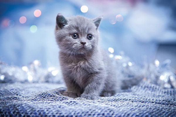 Προτάσεις για διακόσμησηΟ πίνακας σε καμβά με τον κωδικό 79711 παρουσιάζει ένα ζώο στον φυσικό του χώρο και μπορεί να φέρει μία αίσθηση ζεστασιάς και ζωντάνιας σε κάθε εσωτερικό χώρο. Η φωτογραφία αυτή είναι ιδανική για έναν μινιμαλιστικό χώρο, προσθέτοντας ένα σημείο ενδιαφέροντος που σπάει την μονοχρωμία χωρίς να υπερφορτώνει την ατμόσφαιρα. Σε έναν μοντέρνο χώρο, η συγκεκριμένη εικόνα μπορεί να δράσει ως κεντρικό κομμάτι, προσφέροντας μία αρμονική σύνδεση με τις υπόλοιπες σύγχρονες διακοσμητικές επιλογές. Τέλος, σε ένα κλασικό περιβάλλον, μπορεί να συνδυαστεί με άλλα έργα τέχνης, προσφέροντας έναν χώρο γεμάτο παράδοση και ιστορία.Λίγα λόγια για τον πίνακαΑυτός ο πίνακας φωτογραφίας σε καμβά προσφέρει μια απλή αλλά εντυπωσιακή απεικόνιση ενός ζώου, αποτυπώνοντας την ουσία της φύσης. Το θέμα αναδεικνύει την τελειότητα της φύσης, κάνοντας τον παρατηρητή να αισθανθεί συνδεδεμένος με αυτή. Η σύνθεση, με τις απαλά διαβαθμισμένες υφές και τις ελαφριές σκιές, αιχμαλωτίζει την αυθεντικότητα και την φυσική ομορφιά. Η υφή του καμβά συνδυάζεται με τις δυνατές αντιθέσεις στα χρώματα, δημιουργώντας μία δυναμική σύνθεση που ξεχωρίζει. Η φωτογραφία αυτή δημιουργεί μια αίσθηση χαλάρωσης και φυσικότητας, ανασύροντας συναισθήματα ειρήνης και σύνδεσης με το φυσικό περιβάλλον. Το βάθος των χρωμάτων και οι λεπτομέρειες κάνουν το θεατή να εισέλθει στη σκηνή και να βιώνει την αίσθηση ελευθερίας που προσφέρει η φύση. Η φωτογραφία έχει τη δύναμη να διαπεράσει τον χώρο και να μεταδώσει μία βαθιά αίσθηση ηρεμίας, καθιστώντας την ιδανική επιλογή για όσους αναζητούν μία γαλήνια διακοσμητική προσέγγιση.Ψηφιακή εκτύπωση σε καμβά. Ο καμβάς είναι υψηλής ποιότητας, ειδικός για ψηφιακή εκτύπωση που αναδεικνύει τα χρώματα. Είναι ιδανικός για διακόσμηση εσωτερικών χώρων. Παραλαμβάνετε τον πίνακα με την ψηφιακή εκτύπωση καμβά, τελαρωμένο σε τελάρο από ανθεκτικό ξύλο 2εκ, στη διάσταση που θέλετε.