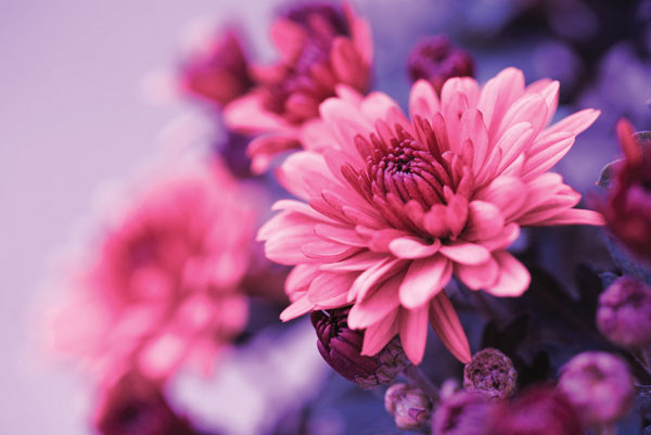 Προτάσεις για διακόσμησηΟ πίνακας σε καμβά FLO-002 με το θέμα των λουλουδιών προσφέρει μια ευέλικτη λύση για την αισθητική διακόσμηση κάθε χώρου. Οι απαλές αποχρώσεις και το φυσικό θέμα τον καθιστούν ιδανικό για να προσδώσει ένα ζωντανό αλλά συνάμα καλαίσθητο στοιχείο σε έναν κλασικό χώρο. Σε έναν μοντέρνο ή μινιμαλιστικό χώρο, η απλότητα του θέματος μπορεί να ενσωματωθεί αρμονικά, προσθέτοντας έναν τόνο φυσικότητας και ηρεμίας που ισορροπεί τη δυναμική του σύγχρονου design. Τοποθετήστε τον στον τοίχο του σαλονιού ή του υπνοδωματίου για να αναδείξετε τη λεπτότητα της διακόσμησης, δημιουργώντας μια ευχάριστη αίσθηση φιλοξενίας.Λίγα λόγια για τον πίνακαΟ πίνακας FLO-002 είναι ένα έργο που αποτυπώνει την ομορφιά της φύσης με τη μορφή λουλουδιών. Τα απαλές, καλοδουλεμένες πινελιές δημιουργούν μια λεπτή διάταξη που προσδίδει ζωντάνια και ρεαλισμό. Τα χρώματα, κυρίως σε αποχρώσεις του ροζ, του λευκού και του πράσινου, προσδίδουν αρμονία και ηρεμία, καθώς συνδυάζονται για να σχηματίσουν μια γαλήνια αλλά συναρπαστική σύνθεση. Η φωτογραφία αυτή αναδεικνύει τη μαγεία του φωτός που φιλτράρεται μέσα από τα πέταλα, δημιουργώντας εντυπωσιακές αντιθέσεις και αντανακλάσεις.Στην αίσθηση που δημιουργεί, ο πίνακας FLO-002 αποπνέει ηρεμία και φυσικότητα, μεταφέροντας τον θεατή σε έναν κόσμο γαλήνης και ανανέωσης. Η παρουσία του στον χώρο μπορεί να λειτουργήσει σαν μια καθημερινή υπενθύμιση της ομορφιάς που βρίσκεται γύρω μας στη φύση, ενισχύοντας την αίσθηση ισορροπίας και χαλάρωσης. Με την πρώτη ματιά, προκαλεί την επιθυμία για προσεκτική παρατήρηση και ανακάλυψη νέων λεπτομερειών, ενισχύοντας τη σύνδεση του θεατή με το φυσικό τοπίο.Ψηφιακή εκτύπωση σε καμβά. Ο καμβάς είναι υψηλής ποιότητας, ειδικός για ψηφιακή εκτύπωση που αναδεικνύει τα χρώματα. Είναι ιδανικός για διακόσμηση εσωτερικών χώρων. Παραλαμβάνετε τον πίνακα με την ψηφιακή εκτύπωση καμβά, τελαρωμένο σε τελάρο από ανθεκτικό ξύλο 2εκ, στη διάσταση που θέλετε.