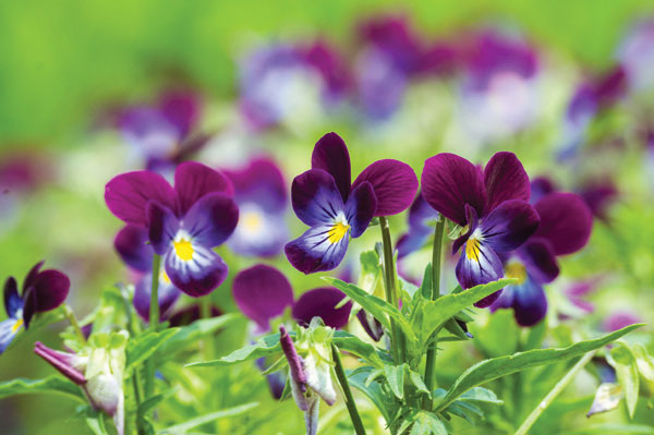 Προτάσεις για διακόσμησηΟ πίνακας σε καμβά FLO-006 είναι ιδανικός για να προσδώσει μια αίσθηση φρεσκάδας και ρομαντισμού σε κάθε χώρο. Με την ευαισθησία και την ομορφιά που αποπνέει, μπορεί να ενσωματωθεί σε ποικίλα στυλ διακόσμησης. Σε ένα κλασικό περιβάλλον, τοποθετημένος πάνω από ένα κομοδίνο ή στην είσοδο, μπορεί να αναδείξει τα διαχρονικά στοιχεία της διακόσμησης. Σε έναν μοντέρνο χώρο, οι καθαρές γραμμές του και οι απαλές αποχρώσεις μπορούν να παρέχουν μια αντίθεση που μαγνητίζει το βλέμμα, ενώ σε ένα μινιμαλιστικό εσωτερικό, το έργο λειτουργεί ως το απόλυτο επίκεντρο που αναδεικνύει τη λιτή κομψότητα του χώρου.Λίγα λόγια για τον πίνακαΗ ψηφιακή εκτύπωση σε καμβά του πίνακα FLO-006 αποτυπώνει λεπτομερώς την αρχική εικόνα, με κάθε πινελιά να αναδεικνύεται με σαφήνεια. Το θέμα του έργου, βασισμένο σε λουλούδια, μεταφέρει έναν συμβολισμό αρμονίας και αναγέννησης, καθιστώντας τον ιδανικό για να εκφράσει την ανανέωση. Τα χρώματα είναι ζωντανά, με έμφαση στις φυσικές αποχρώσεις και τις απαλές μεταβάσεις, που ενισχύουν την αίσθηση ότι τα λουλούδια βρίσκονται σε πλήρη άνθιση. Η χρωματική παλέτα και οι υφές του καμβά δημιουργούν μια αίσθηση ρεαλισμού, ενώ παράλληλα καθιστούν το έργο μοναδικά αρμονικό.Ο πίνακας δημιουργεί μια αίσθηση ηρεμίας και πλήρους ομορφιάς, προκαλώντας τον θεατή να αναλογιστεί την εσωτερική γαλήνη που νιώθει όταν βρίσκεται κοντά στη φύση. Αυτή η σύνθεση μεταφέρει μια βαθιά αίσθηση γαλήνης και ισορροπίας, καλώντας το θεατή να σταματήσει και να απολαύσει το στιγμιαίο κάλλος που προσφέρει. Μέσα από το παιχνίδι του φωτός και των σκιών, ο πίνακας FLO-006 μπορεί να επιδράσει στη διάθεση του θεατή, προσφέροντας του μια ευκαιρία για στοχασμό.Ψηφιακή εκτύπωση σε καμβά. Ο καμβάς είναι υψηλής ποιότητας, ειδικός για ψηφιακή εκτύπωση που αναδεικνύει τα χρώματα. Είναι ιδανικός για διακόσμηση εσωτερικών χώρων. Παραλαμβάνετε τον πίνακα με την ψηφιακή εκτύπωση καμβά, τελαρωμένο σε τελάρο από ανθεκτικό ξύλο 2εκ, στη διάσταση που θέλετε.