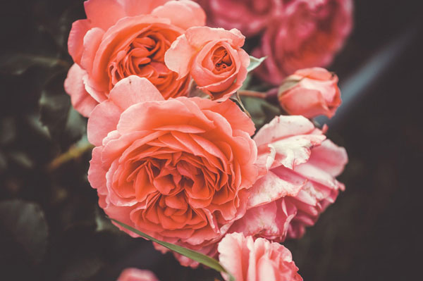 Προτάσεις για διακόσμησηΟ πίνακας σε καμβά με τον κωδικό 80605, με τίτλο FLO-007, είναι ιδανικός για να προσθέσει μια κομψή και φυσική πινελιά σε κάθε χώρο. Τα ζωντανά χρώματα και η απαλή αισθητική των λουλουδιών μπορούν να ενσωματωθούν εύκολα σε διάφορα στυλ διακόσμησης. Σε έναν κλασικό χώρο, ο πίνακας αναδεικνύεται μέσα από την αντίθεση με τα πιο σκούρα ξύλα και τις βαριές υφές, προσθέτοντας μια απαλή νότα. Σε έναν μοντέρνο ή μινιμαλιστικό χώρο, το θέμα των λουλουδιών μπορεί να δημιουργήσει ένα σημείο εστίασης που σπάει την μονοχρωμία και προσδίδει ζεστασιά.Λίγα λόγια για τον πίνακαΟ FLO-007 είναι ένας καμβάς που απεικονίζει μια λεπτομερή σύνθεση από λουλούδια σε άνθιση, παίζοντας με την αρμονία και την ισορροπία. Τα χρώματα είναι πλούσια και φυσικά, κυριαρχούν οι αποχρώσεις του ροζ και του πράσινου που αποπνέουν ζωτικότητα. Οι πινελιές είναι εξαιρετικά λεπτομερείς, με ιδιαίτερη προσοχή στην αναπαράσταση των πετάλων, προσδίδοντας βάθος και ρεαλισμό στην εικόνα. Η συνολική σύνθεση καταφέρνει να ισορροπήσει μεταξύ της φυσικής ομορφιάς και της καλλιτεχνικής έκφρασης.Ο πίνακας δημιουργεί αίσθηση γαλήνης και αναζωογόνησης, προκαλώντας τον θεατή να εξερευνήσει τη φυσική ομορφιά και την λεπτομέρεια της φύσης. Το άρωμα των λουλουδιών σχεδόν αναδύεται μέσα από τον καμβά, μεταφέροντας μια βαθιά αίσθηση ηρεμίας και ανανέωσης. Καθώς τον παρατηρείς, μπορεί να αισθανθείς τη ζεστασιά της άνοιξης και τη φρεσκάδα της φύσης, ενθαρρύνοντας μια προσωπική σύνδεση με το έργο.Ψηφιακή εκτύπωση σε καμβά. Ο καμβάς είναι υψηλής ποιότητας, ειδικός για ψηφιακή εκτύπωση που αναδεικνύει τα χρώματα. Είναι ιδανικός για διακόσμηση εσωτερικών χώρων. Παραλαμβάνετε τον πίνακα με την ψηφιακή εκτύπωση καμβά, τελαρωμένο σε τελάρο από ανθεκτικό ξύλο 2εκ, στη διάσταση που θέλετε.