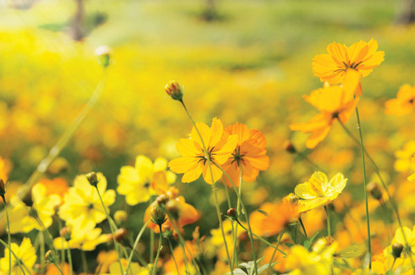 Προτάσεις για διακόσμησηΟ πίνακας σε καμβά FLO-008 συνδυάζει μια εκλεπτυσμένη αισθητική που μπορεί να ενσωματωθεί άψογα σε διάφορα στυλ διακόσμησης. Σε έναν κλασικό χώρο, οι απαλές αποχρώσεις των λουλουδιών μπορούν να προσδώσουν ένα άγγιγμα ρομαντισμού και διαχρονικότητας, ενώ σε ένα μοντέρνο περιβάλλον, μπορούν να λειτουργήσουν ως αντίθεση προσφέροντας ανάλαφρη ζεστασιά και φυσική αίσθηση. Για μινιμαλιστικούς χώρους, η φωτογραφία αυτή αποτελεί μια καθαρή, αλλά ταυτόχρονα δυναμική προσθήκη με την απλότητά της να ενισχύει την ισορροπία και την αρμονία του σχεδίου.Λίγα λόγια για τον πίνακαΑυτός ο πίνακας σε καμβά αποτελείται από φωτογραφία λουλουδιών σε ανθοφορία, εμπνευσμένος από την αίσθηση φρεσκάδας και ανανέωσης που αυτά προσφέρουν. Η λεπτομερής αποτύπωση των πετάλων μέσα από τον φακό αναδεικνύει την αμεσότητα και την πληθώρα των χρωματικών τόνων. Οι απαλές και φυσικές αποχρώσεις προδιαθέτουν μια γαλήνια αισθητική, συμβάλλοντας έτσι στη συνολική ισορροπία του έργου. Η προσοχή στη λεπτομέρεια δημιουργεί μια φωτογραφική σύνθεση που τονίζεται από την ζωντάνια των χρωμάτων και την ακρίβεια του φωτός.Η φωτογραφία FLO-008 καταφέρνει να δημιουργεί μια διάθεση ηρεμίας και φυσικής ευεξίας με τη χάρη και την κομψότητα των λουλουδιών να πρωταγωνιστούν. Προσκαλεί τον θεατή να χαθεί στη λεπτομέρεια και τη φυσικότητα του θέματος, προσφέροντας ένα καταφύγιο από την καθημερινή ζωή. Η ζωντάνια των χρωμάτων και η συγκράτηση του φωτός μεταφέρει μια βαθιά αίσθηση ισορροπίας, φέρνοντας τη φύση σε κεντρική θέση μέσα στον χώρο.Ψηφιακή εκτύπωση σε καμβά. Ο καμβάς είναι υψηλής ποιότητας, ειδικός για ψηφιακή εκτύπωση που αναδεικνύει τα χρώματα. Είναι ιδανικός για διακόσμηση εσωτερικών χώρων. Παραλαμβάνετε τον πίνακα με την ψηφιακή εκτύπωση καμβά, τελαρωμένο σε τελάρο από ανθεκτικό ξύλο 2εκ, στη διάσταση που θέλετε.