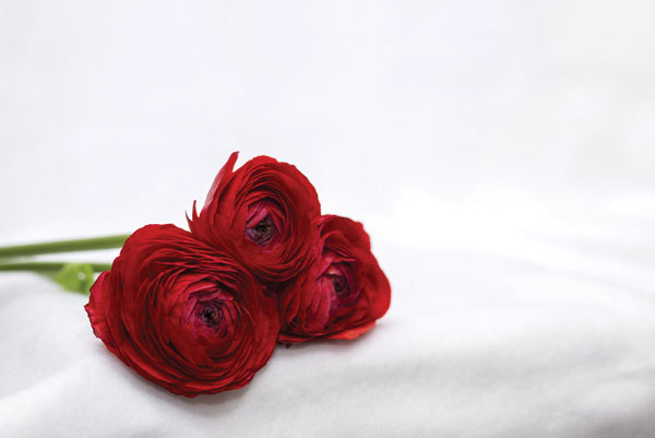 Προτάσεις για διακόσμησηΟ πίνακας FLO-009 με θέμα τα λουλούδια είναι μια ιδανική επιλογή για να προσθέσετε έναν αέρα φρεσκάδας και κομψότητας σε κάθε χώρο. Η δυνατότητα συνδυασμού του με διάφορα στυλ διακόσμησης, όπως το μοντέρνο ή το μινιμαλιστικό, τον καθιστά εξαιρετικά ευέλικτο. Σε ένα μοντέρνο διαμέρισμα, μπορεί να τοποθετηθεί πάνω από έναν καναπέ ή σε μια κεντρική θέση στον τοίχο για να λειτουργήσει ως το κεντρικό στοιχείο του χώρου. Σε ένα κλασικό περιβάλλον, μπορεί να αναδείξει το σαλόνι ή την τραπεζαρία, προσθέτοντας μια νότα φινέτσας και ζωντάνιας, ενώ σε έναν μινιμαλιστικό χώρο μπορεί να τονίσει την απλότητα και την καθαρότητα της διακόσμησης, δίνοντας παράλληλα χρώμα και βάθος.Λίγα λόγια για τον πίνακαΟ πίνακας FLO-009 αποτυπώνεται με μεγάλη ευαισθησία στα λουλούδια, παρουσιάζοντας τα με μαεστρία και ακρίβεια. Τα έντονα χρώματα και οι λεπτές αποχρώσεις δημιουργούν μια συναρπαστική αντίθεση, δίνοντας ζωή στη σύνθεση. Τα ζεστά και φωτεινά χρώματα των λουλουδιών προσδίδουν ζωντάνια ενώ η λεπτότητα των πινελιών επιφέρει μια φυσικότητα που γοητεύει. Η φωτογραφική αποτύπωση ενσωματώνει όχι μόνο την αισθητική ομορφιά αλλά και την αίσθηση της ζωής. Το θέμα συνδέεται με την αναγέννηση και την επαναφορά του φυσικού κόσμου, κάνοντας τον θεατή να νιώθει την παρουσία και το άρωμα των λουλουδιών ακόμα και από απόσταση.Ο πίνακας αυτός σε καμβά δημιουργεί μια αίσθηση ηρεμίας και ευεξίας, ενθαρρύνοντας τον θεατή να εμπλακεί με το έργο σε συναισθηματικό επίπεδο. Η φωτογραφική του τεχνική αν και σύγχρονη, προκαλεί μια αίσθηση νοσταλγίας και συμφιλίωσης με τη φύση. Το έργο έχει την ικανότητα να γεμίζει τον χώρο με θετική ενέργεια, φέρνοντας αισιοδοξία και έμπνευση στην καθημερινότητα του θεατή.Ψηφιακή εκτύπωση σε καμβά. Ο καμβάς είναι υψηλής ποιότητας, ειδικός για ψηφιακή εκτύπωση που αναδεικνύει τα χρώματα. Είναι ιδανικός για διακόσμηση εσωτερικών χώρων. Παραλαμβάνετε τον πίνακα με την ψηφιακή εκτύπωση καμβά, τελαρωμένο σε τελάρο από ανθεκτικό ξύλο 2εκ, στη διάσταση που θέλετε.