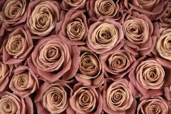 Προτάσεις για διακόσμησηΟ πίνακας σε καμβά FLO-011 είναι μια εξαιρετική επιλογή για να ενσωματωθεί σε διάφορα στυλ διακόσμησης. Με τη διακριτική παρουσία λουλουδιών και την αρμονία των χρωμάτων, μπορεί να αναδείξει έναν μινιμαλιστικό χώρο προσθέτοντας μια φρέσκια αίσθηση ή να συμπληρώσει την κομψότητα ενός κλασικού ή μοντέρνου δωματίου με τη διακριτική του λεπτομέρεια. Οι απαλές αποχρώσεις του και η αιθέρια θεματική του συμβάλλουν στην δημιουργία ενός χαλαρωτικού και ευχάριστου περιβάλλοντος.Λίγα λόγια για τον πίνακαΟ πίνακας FLO-011 παρουσιάζει μια σύνθεση από λουλούδια, αιχμαλωτίζοντας την ουσία της φύσης με κομψότητα και αισθητική. Τα λουλούδια, απλά αλλά εντυπωσιακά, απεικονίζονται με εντυπωσιακό ρεαλισμό, αν και είναι ψηφιακή εκτύπωση. Η επιλογή των χρωμάτων δημιουργεί μια αίσθηση αρμονίας και γαλήνης, ενώ οι διαφορετικές υφές και αποχρώσεις ηρεμούν την όραση και αφήνουν μια ανάλαφρη αίσθηση στον θεατή. Η λεπτή αλλά δυναμική αντίθεση των χρωμάτων συμβολίζει την ομορφιά και τη μεταβατική φύση της ζωής.Ο FLO-011 δημιουργεί μια αίσθηση ηρεμίας και στοχασμού. Η λεπτεπίλεπτη εμφάνιση των λουλουδιών σαν να επιπλέουν σε ένα αιθέριο φως, μας ενθαρρύνει να σταματήσουμε και να απολαύσουμε τη στιγμή, μεταφέροντας μια βαθιά αίσθηση ανανέωσης. Η παρουσιαζόμενη εικόνα είναι σύγχρονη αλλά διατηρεί τη διαχρονική γλυκύτητα, ιδανική για να προκαλέσει συναισθήματα αγάπης για τη φύση και να καλέσει τον θεατή σε μια ήρεμη ανασκόπηση.Ψηφιακή εκτύπωση σε καμβά. Ο καμβάς είναι υψηλής ποιότητας, ειδικός για ψηφιακή εκτύπωση που αναδεικνύει τα χρώματα. Είναι ιδανικός για διακόσμηση εσωτερικών χώρων. Παραλαμβάνετε τον πίνακα με την ψηφιακή εκτύπωση καμβά, τελαρωμένο σε τελάρο από ανθεκτικό ξύλο 2εκ, στη διάσταση που θέλετε.