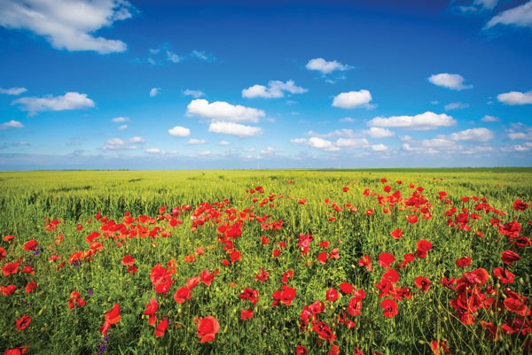 Προτάσεις για διακόσμησηΟ πίνακας σε καμβά FLO-018, με τον κωδικό 80616, προσφέρει μια διαχρονική ομορφιά που μπορεί να ενσωματωθεί σε πολλαπλά στυλ διακόσμησης. Σε ένα κλασικό περιβάλλον, μπορεί να προσθέσει μία ρομαντική και φυσική διάσταση, ειδικά αν τοποθετηθεί σε χρυσές κορνίζες ή σε παστέλ τοίχους. Σε μία μοντέρνα ή μινιμαλιστική διαρρύθμιση, αυτός ο πίνακας με την ευάλωτη απλότητά του μπορεί να λειτουργήσει ως το κεντρικό σημείο εστίασης, προσθέτοντας ζωντάνια και χρώμα δίχως να γίνεται υπερβολικός. Τα ζωντανά χρώματα των λουλουδιών δημιουργούν μια ενεργητική και αναζωογονητική ατμόσφαιρα. Λίγα λόγια για τον πίνακαΑυτός ο εκλεπτυσμένος πίνακας σε καμβά εξερευνά την ομορφιά και τη φύση των λουλουδιών μέσα από μια ψηφιακή προσέγγιση που προσδίδει λεπτομέρεια και ζωντάνια. Τα έντονα και πλούσια χρώματα, κυρίως στις αποχρώσεις του κόκκινου και του πράσινου, αποτυπώνουν τη φυσική λάμψη των λουλουδιών, ενώ οι λεπτές υφές και οι σκιές προσδίδουν βάθος και ζωντάνια στην οπτική απεικόνιση. Ο πίνακας αυτός δεν είναι απλά μια φωτογραφική αναπαράσταση, αλλά μια δημιουργική έκφραση που προβάλλει τη φυσική ομορφιά με ιδιαίτερη ευαισθησία. Ο πίνακας σε καμβά FLO-018 δημιουργεί μια αίσθηση ηρεμίας και γαλήνης που μεταφέρεται στον παρατηρητή. Η προσοχή στις λεπτομέρειες και οι εύστοχες αντιθέσεις των χρωμάτων κάνουν τον θεατή να νιώθει σαν να βρίσκεται μέσα σε ένα ανθισμένο κήπο. Πρόκειται για μια αισθητική απόδραση από την καθημερινότητα, παρέχοντας μια στιγμή χαλάρωσης και αναστοχασμού. Η τέχνη του πίνακα παρασύρει τον θεατή σε έναν κόσμο ομορφιάς και ευαισθησίας, αναδεικνύοντας τη δύναμη των λουλουδιών ως σύμβολα ζωής και αναγέννησης.Ψηφιακή εκτύπωση σε καμβά. Ο καμβάς είναι υψηλής ποιότητας, ειδικός για ψηφιακή εκτύπωση που αναδεικνύει τα χρώματα. Είναι ιδανικός για διακόσμηση εσωτερικών χώρων. Παραλαμβάνετε τον πίνακα με την ψηφιακή εκτύπωση καμβά, τελαρωμένο σε τελάρο από ανθεκτικό ξύλο 2εκ, στη διάσταση που θέλετε.