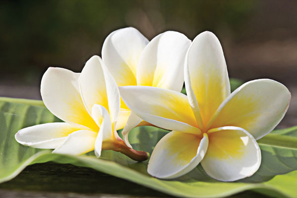 Προτάσεις για διακόσμησηΟ εντυπωσιακός αυτός πίνακας σε καμβά με τον κωδικό FLO-020 μπορεί να ενσωματωθεί σε διάφορα στυλ διακόσμησης με άνεση και φινέτσα. Σε έναν μοντέρνο χώρο, το λουλουδένιο μοτίβο ταιριάζει όμορφα με καθαρές γραμμές και γήινους τόνους, προσθέτοντας μια ζωηρή πινελιά φυσικής ομορφιάς. Σε έναν κλασικό χώρο, ο πίνακας μπορεί να τοποθετηθεί πάνω από ένα ξύλινο τραπέζι ή κοντά σε έναν κλασικό καναπέ, ενσωματώνοντας αρμονικά τη ζεστασιά και τις λεπτές αποχρώσεις του έργου. Για τη μινιμαλιστική διακόσμηση, ο πίνακας προσφέρει μια ιδανική ισορροπία, τονίζοντας την απλότητα του χώρου με το περίτεχνο σχέδιο των λουλουδιών.Λίγα λόγια για τον πίνακαΟ πίνακας FLO-020 αποτελεί ένα υπέροχο έργο τέχνης που συλλαμβάνει την αιώνια ομορφιά της φύσης με μαεστρική λεπτομέρεια. Οι απαλές αποχρώσεις των χρωμάτων και η λεπτότητα των πινελιών δημιουργούν μια αίσθηση δροσιάς και γαλήνης. Οι υφές του καμβά δίνουν μία τρισδιάστατη διάσταση στο λουλουδένιο σχέδιο. Ο πίνακας ενσωματώνει έναν διαχρονικό συμβολισμό, συνδέοντας την αναγέννηση και την αιώνια ομορφιά, καθιστώντας τον ιδανικό για εκείνες τις στιγμές περισυλλογής και χαλάρωσης.Αυτό το έργο προκαλεί μια βαθιά αίσθηση γαλήνης και ηρεμίας, δημιουργώντας έναν δεσμό με τον θεατή. Η υπόρρητη αρμονία των χρωμάτων και η λεπτομερής απόδοση των λουλουδιών υπογραμμίζουν την εφήμερη ομορφιά της φύσης, κάνοντας τον θεατή να εκτιμά κάθε στιγμή της αναγέννησης και της φυσικής ανανέωσης. Ο πίνακας μπορεί να προκαλέσει σκέψεις πάνω στη λεπτή γραμμή μεταξύ της πραγματικότητας και της φαντασίας, οδηγώντας σε στιγμές εσωτερικής εμβάθυνσης και ησυχίας.Ψηφιακή εκτύπωση σε καμβά. Ο καμβάς είναι υψηλής ποιότητας, ειδικός για ψηφιακή εκτύπωση που αναδεικνύει τα χρώματα. Είναι ιδανικός για διακόσμηση εσωτερικών χώρων. Παραλαμβάνετε τον πίνακα με την ψηφιακή εκτύπωση καμβά, τελαρωμένο σε τελάρο από ανθεκτικό ξύλο 2εκ, στη διάσταση που θέλετε.