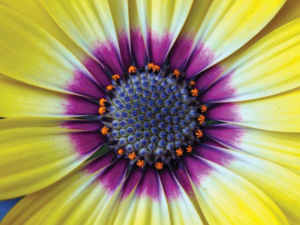 Προτάσεις για διακόσμησηΟ πίνακας σε καμβά FLO-027 μπορεί να αποτελέσει το ιδανικό στοιχείο για τη διακόσμηση του σπιτιού ή του γραφείου σας. Οι γλυκές και φυσικές αποχρώσεις του δημιουργούν την αίσθηση της αρμονίας και της ειρήνης, καθιστώντας τον κατάλληλο για κλασικά ή μινιμαλιστικά περιβάλλοντα. Σε έναν μοντέρνο χώρο, μπορεί να χρησιμεύσει ως το κεντρικό σημείο που αναδεικνύει την οργανική αισθητική και την αγάπη για τη φύση, ενώ σε πιο παραδοσιακούς χώρους, μπορεί να προσφέρει μια φρέσκια πνοή, χωρίς να απομακρύνεται από το κλασικό ύφος.Λίγα λόγια για τον πίνακαΟ πίνακας FLO-027 ενσωματώνει τη δυναμική της φύσης με απαλούς τόνους και ρεαλιστικές λεπτομέρειες, απεικονίζοντας λουλούδια σε πλήρη άνθιση. Η σχολαστική χρήση των λεπτών πινελιών προσδίδει ζωή και κίνηση στην εικόνα, ενώ οι υφές που αναδεικνύονται μέσα από τον καμβά προσφέρουν μια αίσθηση βάθους και ζωντάνιας. Το θέμα του έργου επικεντρώνεται στην ομορφιά και τη λεπτότητα της φύσης, δημιουργώντας έναν ιδανικό, χαλαρωτικό και εμπνευσμένο τόνο.Ο πίνακας δημιουργεί αίσθηση ηρεμίας και αρμονίας, υπογραμμίζοντας την ευθραυστότητα και τη γοητεία της φύσης. Οι φυσικοί τόνοι και οι φθινοπωρινές χρωματικές παλέτες, σε συνδυασμό με τη λεπτομερή προσέγγιση του σχεδίου, προσφέρουν στον θεατή μια βαθιά αίσθηση γαλήνης. Αναδεικνύει την ομορφιά του απλού και συλλαμβάνει την ουσία της φύσης, προσκαλώντας τον θεατή να αντανακλά στη σύνδεση με το φυσικό περιβάλλον.Ψηφιακή εκτύπωση σε καμβά. Ο καμβάς είναι υψηλής ποιότητας, ειδικός για ψηφιακή εκτύπωση που αναδεικνύει τα χρώματα. Είναι ιδανικός για διακόσμηση εσωτερικών χώρων. Παραλαμβάνετε τον πίνακα με την ψηφιακή εκτύπωση καμβά, τελαρωμένο σε τελάρο από ανθεκτικό ξύλο 2εκ, στη διάσταση που θέλετε.