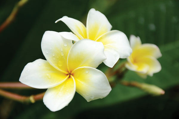 Προτάσεις για διακόσμησηΟ πίνακας σε καμβά FLO-033 αποτελεί μια εκλεπτυσμένη επιλογή που μπορεί να ενσωματωθεί σε πληθώρα διακοσμητικών στυλ. Σε ένα κλασικό περιβάλλον, θα μπορούσε να τοποθετηθεί πάνω από μια κομψή, ξύλινη επένδυση τζακιού, προσθέτοντας μια νότα ανάλαφρης φυσικότητας με τα εντυπωσιακά λουλούδια του. Στη μοντέρνα διακόσμηση, μπορεί να τοποθετηθεί σε έναν λευκό τοίχο, προσφέροντας αντίθεση με τις καθαρές γραμμές του χώρου. Για τους λάτρεις του μινιμαλισμού, ο πίνακας μπορεί να κοσμήσει έναν απλό, μονόχρωμο τοίχο, ο οποίος θα αναδείξει τις αέρινες αποχρώσεις. Λίγα λόγια για τον πίνακαΤο FLO-033 αποπνέει μια φρέσκια, ανοιξιάτικη ατμόσφαιρα μέσα από τη φωτογράφηση λουλουδιών που συνδυάζει απαλά και φωτεινά χρώματα. Τα χρώματα είναι πλούσια και ποικίλα, ενώ η διακριτική ανάμειξη αποχρώσεων δημιουργεί αίσθηση βάθους και κίνησης, λες και τα λουλούδια μπορούν να ζωντανέψουν. Η φωτογραφία προσδίδει στον χώρο ζωντάνια και φυσικό φως, τονίζοντας την αρμονία ανάμεσα στην τέχνη και τη φύση.Η φωτογραφία FLO-033 απεικονίζει με απαράμιλλη λεπτομέρεια τη φυσική ομορφιά των λουλουδιών, δημιουργώντας μια αίσθηση ηρεμίας και ευεξίας. Η ακρίβεια και η καθαρότητα της φωτογραφίας δίνει την επίγευση μιας πολυτελούς και εκλεπτυσμένης φωτογράφησης που συγκινεί και εμπνέει. Η επαγγελματική σύλληψη της εικόνας, σε συνδυασμό με τις γήινες και αέρινες αποχρώσεις, προκαλεί στον θεατή συναισθήματα γαλήνης αλλά και δυναμισμού, δημιουργώντας μια βαθιά σύνδεση με τη φύση και τη ζωή.Ψηφιακή εκτύπωση σε καμβά. Ο καμβάς είναι υψηλής ποιότητας, ειδικός για ψηφιακή εκτύπωση που αναδεικνύει τα χρώματα. Είναι ιδανικός για διακόσμηση εσωτερικών χώρων. Παραλαμβάνετε τον πίνακα με την ψηφιακή εκτύπωση καμβά, τελαρωμένο σε τελάρο από ανθεκτικό ξύλο 2εκ, στη διάσταση που θέλετε.