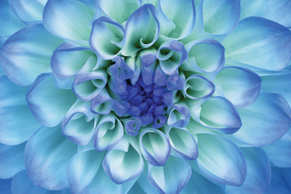 Προτάσεις για διακόσμησηΟ πίνακας σε καμβά FLO-037 είναι μια εξαιρετική επιλογή για να ενσωματωθεί σε έναν σύγχρονο ή κλασικό χώρο. Οι αποχρώσεις του, που κυμαίνονται από φωτεινά λευκά έως απαλά ροζ τόνους, είναι ιδανικές για να δημιουργήσουν αντίθεση σε έναν μινιμαλιστικό χώρο, αναδεικνύοντας την απλότητα και την κομψότητα του περιβάλλοντος. Σε έναν κλασικό χώρο, μπορεί να συνδυαστεί με ξύλινα ή χειροποίητα στοιχεία επίπλωσης, προσθέτοντας μια νότα πολυτέλειας και διαχρονικότητας. Ο εικονιζόμενος πίνακας μπορεί επίσης να συμπληρώσει μια μοντέρνα διακόσμηση με ουδέτερες παλέτες χρωμάτων, προσφέροντας μια δροσερή και φιλόξενη αίσθηση.Λίγα λόγια για τον πίνακαΑυτός ο πίνακας αναδεικνύει την απλότητα και την ομορφιά των λουλουδιών, μεταφέροντας ένα κλασικό θέμα με σύγχρονη προσέγγιση. Χρησιμοποιεί ψηφιακή εκτύπωση σε καμβά, κάτι που εξασφαλίζει την ακρίβεια των λεπτομερειών και την αντοχή των χρωμάτων. Οι αποχρώσεις του λευκού και του ροζ δημιουργούν έναν αποτελεσματικό συνδυασμό που μαγνητίζει το βλέμμα, προσδίδοντας μια αίσθηση φινέτσας και ηρεμίας. Η σύνθεση είναι σχεδιασμένη να προσφέρει ισορροπία και χάρη, ενσωματώνοντας δυναμικές αλλά και απαλές πινελιές που συμβάλλουν στη συνολική αρμονία του έργου.Ο πίνακας FLO-037 εμπνέει αίσθηση γαλήνης και τρυφερότητας, προσελκύοντας τον θεατή σε έναν κόσμο ονειροπόλο γεμάτο ομορφιά. Με τον μοναδικό του χαρακτήρα, καταφέρνει να συλλάβει στιγμές φυσικής αγνότητας, καλώντας τον θεατή να αναλογιστεί την απλότητα και την λεπτομέρεια της φύσης. Η χρήση μαλακών χρωμάτων και άψογης εκτύπωσης καθιστά τον πίνακα ιδανικό για κάθε χώρο που χρειάζεται έναν τόνο ηρεμίας και εσωτερικής ισορροπίας.Ψηφιακή εκτύπωση σε καμβά. Ο καμβάς είναι υψηλής ποιότητας, ειδικός για ψηφιακή εκτύπωση που αναδεικνύει τα χρώματα. Είναι ιδανικός για διακόσμηση εσωτερικών χώρων. Παραλαμβάνετε τον πίνακα με την ψηφιακή εκτύπωση καμβά, τελαρωμένο σε τελάρο από ανθεκτικό ξύλο 2εκ, στη διάσταση που θέλετε.