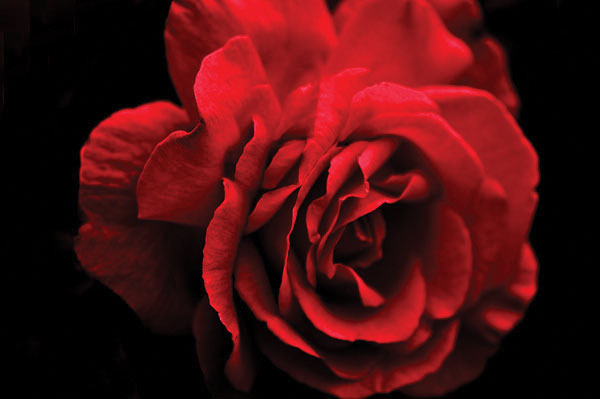 Προτάσεις για διακόσμησηΟ πίνακας σε καμβά FLO-039 μπορεί να προσθέσει μια νότα φυσικότητας και ζωντάνιας σε διάφορους τύπους διακόσμησης. Στους κλασικούς χώρους, οι ζεστές αποχρώσεις των λουλουδιών μπορούν να αποτελέσουν έναν κομψό συμπλήρωμα στο παραδοσιακό ξύλινο ή δερμάτινο έπιπλο. Σε ένα μοντέρνο σαλόνι, η φωτογραφία αυτή μπορεί να αποτελέσει το εστιακό σημείο προσφέροντας μια φρέσκια αντίθεση σε γραμμικά σχήματα και ουδέτερες αποχρώσεις. Για τον μινιμαλιστικό χώρο, το έργο αυτό μπορεί να προσδώσει την απαραίτητη χρωματική ζωντάνια, διατηρώντας την ισορροπία και την ηρεμία του χώρου.Λίγα λόγια για τον πίνακαΗ φωτογραφία του FLO-039 χαρακτηρίζεται από τη χρήση πλούσιων χρωμάτων και ομαλών μεταβάσεων φωτός, αναδεικνύοντας τη φυσική ομορφιά των λουλουδιών. Μέσα από το φακό, αποτυπώνονται λεπτομέρειες που αποπνέουν ένα αίσθημα φρεσκάδας και αναζωογόνησης. Τα λουλούδια, ως κύριο θέμα, συμβολίζουν τη ζωή και την αναγέννηση, ενώ η επιμέρους τεχνική παρουσίαση προσθέτει μια ρομαντική διάσταση. Οι απαλοί τόνοι και οι υφές της φωτογραφίας σεναριογραφούν μια τέλεια ισορροπία αισθητικής απόλαυσης.Ο πίνακας αυτός δημιουργεί αίσθηση ηρεμίας με την λεπτή και προσεκτική αναπαράσταση των λουλουδιών, επιτυγχάνοντας μια βαθιά σύνδεση με τον θεατή. Μας ταξιδεύει σε έναν κόσμο φυσικής ομορφιάς, προσκαλώντας μας να αναλογιστούμε τη λεπτότητα και την παροδικότητα της φύσης. Μέσω αυτής της φωτογραφικής αποτύπωσης, μπορεί να γεννηθούν συναισθήματα γαλήνης και στοχασμού, προσφέροντας μια καθημερινή απόδραση από το αστικό περιβάλλον.Ψηφιακή εκτύπωση σε καμβά. Ο καμβάς είναι υψηλής ποιότητας, ειδικός για ψηφιακή εκτύπωση που αναδεικνύει τα χρώματα. Είναι ιδανικός για διακόσμηση εσωτερικών χώρων. Παραλαμβάνετε τον πίνακα με την ψηφιακή εκτύπωση καμβά, τελαρωμένο σε τελάρο από ανθεκτικό ξύλο 2εκ, στη διάσταση που θέλετε.