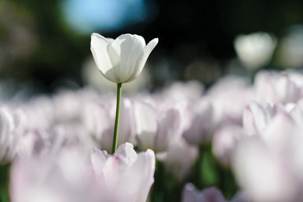 Προτάσεις για διακόσμησηΑυτός ο όμορφος πίνακας σε καμβά με λουλούδια μπορεί να ενσωματωθεί τέλεια σε διάφορα στυλ διακόσμησης. Στο κλασικό στυλ, θα προσθέσει μια νότα φινέτσας και ρομαντισμού, ενώ στον μοντέρνο χώρο θα λειτουργήσει ως ένα χαρακτηριστικό στοιχείο που δίνει χρώμα και ζωντάνια. Στους μινιμαλιστικούς χώρους, μπορεί να χρησιμοποιηθεί για να δώσει έμφαση σε συγκεκριμένες γωνιές, αναδεικνύοντας τη φυσική ομορφιά και την ηρεμία που εμπνέουν τα λουλούδια.Λίγα λόγια για τον πίνακαΟ πίνακας «FLO-042» ανήκει στη συλλογή πίνακες σε καμβά και αποτελεί ένα δείγμα υψηλής αισθητικής τέχνης. Η τεχνική του αποτυπώνει με ακρίβεια τα χαρακτηριστικά των λουλουδιών, χρησιμοποιώντας ζωντανά χρώματα και εκλεπτυσμένες πινελιές που προσδίδουν δυναμική στην εικόνα. Ο συνδυασμός αποχρώσεων από γήινους και θερμούς τόνους ενισχύει τη φυσική λάμψη του θέματος.Ο καμβάς εκπέμπει μια αίσθηση ηρεμίας, ικανή να κερδίσει την καρδιά του θεατή. Ο συνδυασμός των χρωμάτων και των μορφών δημιουργεί μια ατμόσφαιρα μοναδικής φρεσκάδας και αιώνιας ομορφιάς, προβάλλοντας μια σχέση ανάμεσα στη φύση και την καλλιτεχνική αντίληψη του δημιουργού. Ο πίνακας μεταφέρει μια βαθιά αίσθηση αρμονίας, προσφέροντας ένα παράθυρο προς την απλότητα και την καθαρότητα που μόνο τα λουλούδια μπορούν να εκφράσουν.Ψηφιακή εκτύπωση σε καμβά. Ο καμβάς είναι υψηλής ποιότητας, ειδικός για ψηφιακή εκτύπωση που αναδεικνύει τα χρώματα. Είναι ιδανικός για διακόσμηση εσωτερικών χώρων. Παραλαμβάνετε τον πίνακα με την ψηφιακή εκτύπωση καμβά, τελαρωμένο σε τελάρο από ανθεκτικό ξύλο 2εκ, στη διάσταση που θέλετε.