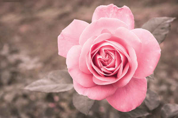 Προτάσεις για διακόσμησηΟ πίνακας σε καμβά FLO-050 μπορεί να προσθέσει μια νότα φυσικής ομορφιάς σε κάθε χώρο. Με το θέμα των λουλουδιών και την απαλή εξισορρόπηση χρωμάτων, είναι ιδανικός για μοντέρνους και μινιμαλιστικούς χώρους, προσδίδοντας μια αίσθηση φρεσκάδας και ηρεμίας. Σε κλασικά περιβάλλοντα, μπορεί να λειτουργήσει ως αντίθεση, προσθέτοντας μια σύγχρονη πινελιά που θα αναδείξει την κομψότητα του χώρου. Το θέμα και οι αποχρώσεις του πίνακα ενσωματώνονται με ευκολία σε διάφορα στυλ διακόσμησης, προσφέροντας μια ανάλαφρη και ελκυστική αισθητική.Λίγα λόγια για τον πίνακαΟ πίνακας σε καμβά FLO-050 ανήκει στην κατηγορία των λουλουδιών και αποτελεί ένα εξαιρετικό παράδειγμα της λεπτομερούς εργασίας που μπορεί να επιτευχθεί μέσω ψηφιακής εκτύπωσης. Ο πίνακας έχει επιλεγεί ώστε να αναδεικνύει την φυσική ομορφιά των λουλουδιών, συνδυάζοντας λεπτές μεταβάσεις χρωμάτων που παραπέμπουν σε μια αίσθηση ηρεμίας και υγρασίας. Οι αποχρώσεις του σχεδίου περιλαμβάνουν έναν αρμονικό συνδυασμό παστέλ τόνων, δημιουργώντας μια ισορροπημένη και ελκυστική εικόνα.Ο πίνακας εκφράζει μια φυσική γαλήνη, προσφέροντας στον θεατή μια απόδραση από την καθημερινότητα. Η εστίαση στη λεπτομέρεια και τα ευαίσθητα χρώματα δημιουργούν μια αίσθηση αιθέριας κομψότητας και εγράφουν μια ιστορία από γαλήνιες στιγμές στη φύση. Οι συνθέσεις των χρωμάτων και των μορφών προσφέρουν έναν τόπο διανοητικής αναψυχής, όπου οι παρατηρητές μπορούν να εμβαθύνουν στις δικές τους σκέψεις και συναισθήματα. Ο πίνακας αυτός, με τις διακριτικές αλλά έντονες λεπτομέρειές του, προσφέρει μια τέλεια αίσθηση φυσικής ομορφιάς σε οποιοδήποτε εσωτερικό χώρο.Ψηφιακή εκτύπωση σε καμβά. Ο καμβάς είναι υψηλής ποιότητας, ειδικός για ψηφιακή εκτύπωση που αναδεικνύει τα χρώματα. Είναι ιδανικός για διακόσμηση εσωτερικών χώρων. Παραλαμβάνετε τον πίνακα με την ψηφιακή εκτύπωση καμβά, τελαρωμένο σε τελάρο από ανθεκτικό ξύλο 2εκ, στη διάσταση που θέλετε.