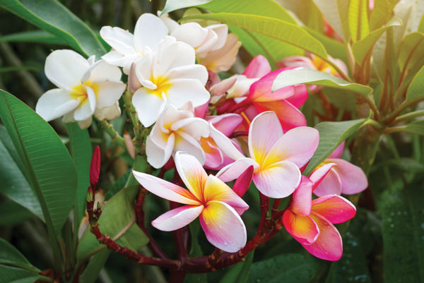 Προτάσεις για διακόσμησηΟ πίνακας σε καμβά FLO-057 ενσωματώνεται εύκολα σε διάφορους χώρους, προσδίδοντας μια αίσθηση φρεσκάδας και ζωντάνιας. Στον κλασικό χώρο, μπορεί να συνδυαστεί με έπιπλα από σκούρο ξύλο, προσφέροντας μια αντίθεση που τονίζει την πολυχρωμία και την αφθονία των λουλουδιών. Σε ένα μοντέρνο περιβάλλον, οι καθαρές γραμμές και οι ουδέτεροι τόνοι του χώρου θα υπογραμμίσουν τις λεπτομέρειες και τις αποχρώσεις του πίνακα, δημιουργώντας ένα κομψό σημείο ενδιαφέροντος. Ενώ σε μινιμαλιστικούς χώρους, ο πίνακας γίνεται το κεντρικό στοιχείο, εστιάζοντας την προσοχή στην απλότητα αλλά και την κομψότητα της σύνθεσης του.Λίγα λόγια για τον πίνακαΩς φωτογραφία, ο πίνακας FLO-057 ανήκει στην κατηγορία λουλουδιών και αποτυπώνει με ευκρίνεια και ρεαλισμό τη φυσική ομορφιά τους. Η χρήση του φυσικού φωτός δημιουργεί μια αίσθηση ζωντάνιας και κίνησης, κάνοντας τον παρατηρητή να αισθάνεται την ανοιξιάτικη αύρα. Οι λεπτομέρειες στα πέταλα και τα φύλλα αναδεικνύουν την πολυπλοκότητα και την τελειότητα της φύσης, ενώ οι διαφορετικές αποχρώσεις των λουλουδιών δημιουργούν μια αρμονική και ευχάριστη σύνθεση.Η φωτογραφία αποπνέει μια γαλήνια ατμόσφαιρα και μεταφέρει στον παρατηρητή την αίσθηση της φυσικής ευφορίας. Η ευαισθησία στη λεπτομέρεια και οι απαλές μεταβάσεις των αποχρώσεων δημιουργούν ένα είδος αφαιρετικής τέχνης που επιτρέπει στον θεατή να εμβαθύνει στην αισθητική και την ηρεμία που αποπνέει το έργο. Ο πίνακας ενεργοποιεί συναισθήματα χαλάρωσης και απομάκρυνσης από το άγχος της καθημερινότητας, προσκαλώντας τον θεατή να απολαύσει την ομορφιά της φύσης και να βρει έμπνευση μέσα από αυτή.Ψηφιακή εκτύπωση σε καμβά. Ο καμβάς είναι υψηλής ποιότητας, ειδικός για ψηφιακή εκτύπωση που αναδεικνύει τα χρώματα. Είναι ιδανικός για διακόσμηση εσωτερικών χώρων. Παραλαμβάνετε τον πίνακα με την ψηφιακή εκτύπωση καμβά, τελαρωμένο σε τελάρο από ανθεκτικό ξύλο 2εκ, στη διάσταση που θέλετε.