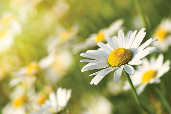 Προτάσεις για διακόσμησηΟ πίνακας σε καμβά FLO-058 μπορεί να δώσει μια φρέσκια και φυσική διάσταση στον χώρο σας. Για κλασικά διακοσμημένα δωμάτια, η λεπτομέρεια και η πολυπλοκότητα των λουλουδιών μπορεί να προσθέσουν μια διακριτική κομψότητα. Στη μοντέρνα διακόσμηση, οι οργανικές φόρμες μπορούν να προσφέρουν έναν όμορφο αντιθετικό παράγοντα στις αυστηρές γραμμές των σύγχρονων επίπλων. Σε μινιμαλιστικό περιβάλλον, ο πίνακας μπορεί να λειτουργήσει ως το κεντρικό κομμάτι, προσφέροντας χρώμα και ζωή στον απλό καμβά του χώρου. Οι αποχρώσεις και οι λεπτομέρειες του πίνακα είναι ιδανικές για να αναδείξουν καθιστικά, είσοδοι ή και υπνοδωμάτια.Λίγα λόγια για τον πίνακαΟ πίνακας FLO-058 εντάσσεται στην κατηγορία των πινακοθηκών λουλουδιών και προσφέρει μια τρισδιάστατη εμπειρία χάρη στις πλούσιες αποχρώσεις και την έμφαση στις λεπτομέρειες των φυτών. Συμβολικά, ο πίνακας ίσως αντανακλά την φυσική ομορφιά και την αναγέννηση, όπως αυτή εκφράζεται μέσω της ανθοφορίας. Η χρωματική παλέτα, με τις απαλά τονισμένες αποχρώσεις, δημιουργεί μία αίσθηση ηρεμίας και ανανέωσης, επιτρέποντας στη σύνθεση να εναρμονιστεί οπτικά με το γύρω περιβάλλον. Οι πινελιές του καλλιτέχνη και οι υφές του πίνακα προσδίδουν βάθος, δίνοντάς του μια φυσική και αληθινή διάσταση.Ο πίνακας δημιουργεί αίσθηση δροσιάς και ηρεμίας, μεταφέροντας τον θεατή σε μια στιγμή ηρεμίας μέσα στη ζωντανή φύση. Η αυτούσια απεικόνιση των λουλουδιών καθιστά το έργο ένα ταξίδι αισθήσεων, ενώ η αρμονία των χρωμάτων του μπορεί να προκαλέσει σκέψεις για την ομορφιά του φυσικού κόσμου. Κατάλληλος για όποιον αναζητά ένα σημείο συναισθηματικής αποφόρτισης, ο πίνακας FLO-058 προσφέρει μια διέξοδο στην συναισθηματική έκφραση και την ηρεμία.Ψηφιακή εκτύπωση σε καμβά. Ο καμβάς είναι υψηλής ποιότητας, ειδικός για ψηφιακή εκτύπωση που αναδεικνύει τα χρώματα. Είναι ιδανικός για διακόσμηση εσωτερικών χώρων. Παραλαμβάνετε τον πίνακα με την ψηφιακή εκτύπωση καμβά, τελαρωμένο σε τελάρο από ανθεκτικό ξύλο 2εκ, στη διάσταση που θέλετε.