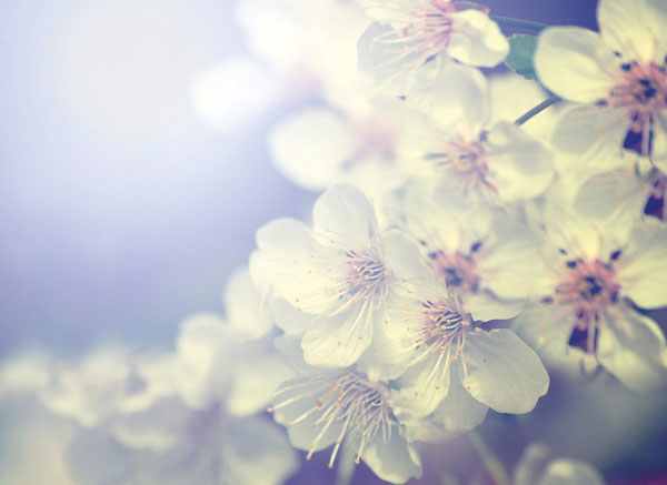 Προτάσεις για διακόσμησηΟ πίνακας FLO-078 αποτελεί ένα εξαιρετικό έργο που μπορεί να ενσωματωθεί αρμονικά σε μια πληθώρα διακοσμητικών στυλ, προσφέροντας φρεσκάδα και χρώμα στον χώρο σας. Σε έναν κλασικό εσωτερικό χώρο, οι απαλοί και φυσικοί τόνοι του πίνακα προσφέρουν μια διακριτική κομψότητα. Σε ένα μοντέρνο περιβάλλον, η τολμηρή απεικόνιση των λουλουδιών μπορεί να λειτουργήσει ως κεντρικό στοιχείο που θα τραβήξει τα βλέμματα. Για μια μινιμαλιστική διακόσμηση, ο πίνακας αυτός μπορεί να χρησιμεύσει ως ένα σημείο ενδιαφέροντος που θα προσθέσει ζωντάνια στους ουδέτερους τόνους του χώρου. Το μοτίβο των λουλουδιών γίνεται η ιδανική προσθήκη σε κάθε διακόσμηση, ενισχύοντας τη φινέτσα και τη ζωντάνια.Λίγα λόγια για τον πίνακαΟ πίνακας FLO-078 ανήκει στην κατηγορία των λουλουδιών, συνδυάζοντας τη φυσική ομορφιά με τη σύγχρονη τέχνη. Οι ρεαλιστικές αποχρώσεις και η χρήση της φωτεινής παλέτας αναδεικνύουν την λεπτότητα της φύσης και το θαύμα της ζωής. Οι λεπτές πινελιές του καλλιτέχνη προσδίδουν ζωντανή κίνηση και βάθος στα λουλούδια, κάνοντάς τα να φαίνονται σαν να ξεπηδούν από τον καμβά. Οι υφές που δημιουργούνται με τη χρήση ελαφριών αλλά και έντονων γραμμών προσφέρουν ένα αίσθημα τρισδιάστατης απεικόνισης, ενισχύοντας την αίσθηση του ρεαλισμού. Αυτή η προσέγγιση όχι μόνο καλλιεργεί ένα αίσθημα οικειότητας με τη φύση, αλλά και ενδυναμώνει το συμβολικό μήνυμα της άνθισης και της ανανέωσης.Ο πίνακας δημιουργεί αίσθηση ηρεμίας και νοσταλγίας, ενσωματώνοντας το νόημα της φυσικής αρμονίας. Κατά την παρατήρησή του, ο θεατής μπορεί να νιώσει μια βαθειά συνδεσιμότητα με την ομορφιά της φύσης, μεταφέροντας μια αίσθηση γαλήνης και αναζωογόνησης. Τα χρώματα και οι λεπτές γραμμές ενθαρρύνουν τον αναστοχασμό και προκαλούν μια αίσθηση θαυμασμού προς τη φύση. Η καλλιτεχνική σύλληψη αυτού του πίνακα σε καμβά σας προσκαλεί να ενσωματώσετε έναν μικρό παράδεισο στο εσωτερικό του σπιτιού σας.Ψηφιακή εκτύπωση σε καμβά. Ο καμβάς είναι υψηλής ποιότητας, ειδικός για ψηφιακή εκτύπωση που αναδεικνύει τα χρώματα. Είναι ιδανικός για διακόσμηση εσωτερικών χώρων. Παραλαμβάνετε τον πίνακα με την ψηφιακή εκτύπωση καμβά, τελαρωμένο σε τελάρο από ανθεκτικό ξύλο 2εκ, στη διάσταση που θέλετε.