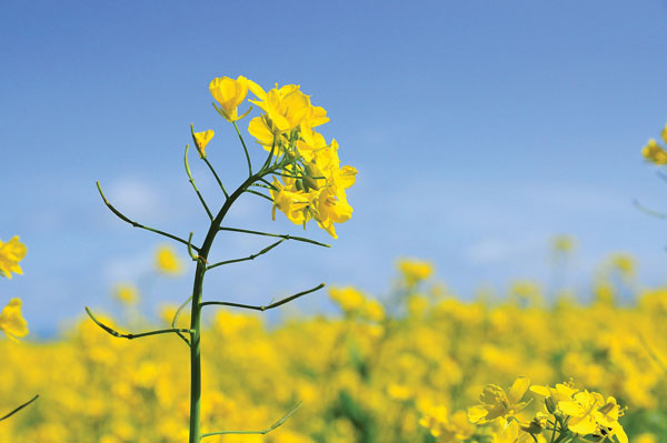 Προτάσεις για διακόσμησηΟ πίνακας σε καμβά FLO-085 μπορεί να συμπληρώσει με ευκολία διάφορα στυλ διακόσμησης. Σε έναν κλασικό χώρο, οι απαλές αποχρώσεις και τα φυσικά μοτίβα του πίνακα προσθέτουν μια ρομαντική και γαλήνια νότα, ενώ σε έναν μοντέρνο χώρο μπορεί να λειτουργήσει ως κομψό στοιχείο αντίθεσης. Στον μινιμαλιστικό σχεδιασμό, η απλότητα του διατηρεί την αρμονία και προσθέτει μια διακριτική πινελιά ζωής, κάνοντας τον πίνακα το επίκεντρο μιας συγκρατημένης αισθητικής.Λίγα λόγια για τον πίνακαΟ FLO-085, ως πίνακας σε καμβά, αναδεικνύει την τέχνη των λουλουδιών με μια ρεαλιστική φωτογραφική προσέγγιση. Ο φωτισμός παίζει με τις σκιές των λουλουδιών, αποδίδοντας μια αίσθηση φυσικότητας και άμεσης επαφής με τη φύση, ενώ οι ζωντανές λεπτομέρειες υποδηλώνουν την ευθραυστότητα και την ομορφιά της ζωής. Το αρμονικό παίξιμο των χρωμάτων, από τους ζεστούς τόνους έως τους πιο ψυχρούς, συμβάλλει στη δημιουργία μιας ισορροπημένης όψης που απευθύνεται στο βάθος των συναισθημάτων του θεατή.Ο πίνακας προκαλεί συναισθήματα ηρεμίας και ομορφιάς, μεταφέροντας τον θεατή σε ένα γαλήνιο περιβάλλον όπου μπορεί να βιώσει τη φυσική αρμονία. Η σύνθεση των λουλουδιών και η ρεαλιστική τους απόδοση δίνουν την αίσθηση ότι μπορείς σχεδόν να αγγίξεις τις μαλακές επιφάνειές τους. Η φωτογραφική ακρίβεια συνυφασμένη με καλλιτεχνική ευαισθησία καθιστά αυτό τον πίνακα μια εξερεύνηση της φύσης που ενισχύει τη σύνδεση του ανθρώπου με τον φυσικό κόσμο.Ψηφιακή εκτύπωση σε καμβά. Ο καμβάς είναι υψηλής ποιότητας, ειδικός για ψηφιακή εκτύπωση που αναδεικνύει τα χρώματα. Είναι ιδανικός για διακόσμηση εσωτερικών χώρων. Παραλαμβάνετε τον πίνακα με την ψηφιακή εκτύπωση καμβά, τελαρωμένο σε τελάρο από ανθεκτικό ξύλο 2εκ, στη διάσταση που θέλετε.