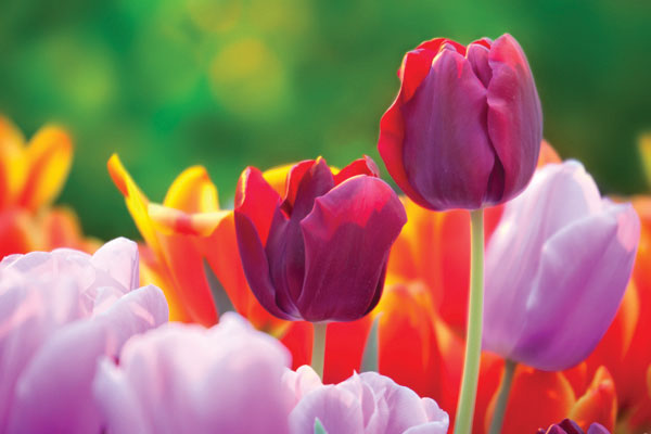 Προτάσεις για διακόσμησηΟ πίνακας σε καμβά FLO-086 είναι μια εκλεπτυσμένη επιλογή για τη διακόσμηση κάθε χώρου. Το θέμα του, ένα μαγευτικό άνθος, είναι ιδανικό για αισθητικά σύνολα που επιθυμούν να ενσωματώσουν τη φυσική ομορφιά και τη λουλουδένια αρμονία. Σε έναν κλασικό χώρο, οι λεπτομέρειες και οι χρωματικές αποχρώσεις του πίνακα θα αναδείξουν τον εκλεπτυσμό του δωματίου, ενώ σε μοντέρνα ή μινιμαλιστική διακόσμηση, μπορεί να λειτουργήσει ως εντυπωσιακός κεντρικός πυρήνας που προσδίδει φρεσκάδα και κομψότητα.Λίγα λόγια για τον πίνακαΑυτός ο πίνακας, μέρος της κατηγορίας Λουλούδια, απεικονίζει με μαεστρία τις απαλές πινελιές και την παιχνιδιάρικη διάδραση των χρωμάτων που συνθέτουν ένα γαλήνιο άνθος. Χρησιμοποιώντας απαλά παστέλ χρώματα σε συνδυασμό με πινελιές φωτεινότερων αποχρώσεων, ο καλλιτέχνης καταφέρνει να αναδείξει την ομορφιά και τη γοητεία της φύσης. Η σύνθεση δίνει έμφαση στην ισορροπία και τη ρευστότητα, επιτρέποντας στο μάτι να περιηγηθεί αρμονικά από το ένα σημείο στο άλλο.Η τέχνη αυτού του πίνακα προσδίδει μια αίσθηση ρομαντισμού και ηρεμίας, καλώντας τον θεατή να χαθεί στη φυσική του αρμονία. Η ατμόσφαιρα που δημιουργείται είναι γαλήνια, επιτρέποντας στον θεατή να σκεφτεί τη λεπτότητα και την ομορφιά του φυσικού κόσμου. Επικοινωνώντας μια βαθιά αίσθηση ησυχίας και φρεσκάδας, ο πίνακας λειτουργεί ως γέφυρα μεταξύ της καθημερινής ζωής και της φύσης, φέρνοντας την καταπράσινη ομορφιά στο χώρο.Ψηφιακή εκτύπωση σε καμβά. Ο καμβάς είναι υψηλής ποιότητας, ειδικός για ψηφιακή εκτύπωση που αναδεικνύει τα χρώματα. Είναι ιδανικός για διακόσμηση εσωτερικών χώρων. Παραλαμβάνετε τον πίνακα με την ψηφιακή εκτύπωση καμβά, τελαρωμένο σε τελάρο από ανθεκτικό ξύλο 2εκ, στη διάσταση που θέλετε.