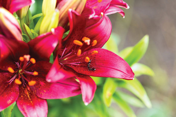 Προτάσεις για διακόσμησηΟ πίνακας σε καμβά FLO-088 με την κομψή απεικόνιση λουλουδιών, αποτελεί μια υπέροχη προσθήκη για κάθε χώρο. Χάρη στις γήινες αποχρώσεις του και την αριστοκρατική του εμφάνιση, αυτός ο πίνακας μπορεί να αναδειχθεί ιδανικά σε κλασικούς χώρους, προσθέτοντας μια νότα ζεστασιάς και ρομαντισμού. Σε μοντέρνα, μινιμαλιστικά περιβάλλοντα, η απλότητα του σχεδίου του μπορεί να λειτουργήσει ως κεντρικό στοιχείο, προσφέροντας ισορροπία και χαρακτήρα. Οι φυσικές αποχρώσεις του τον καθιστούν ευκολοσυνδύαστο τόσο με έντονες όσο και πιο απαλά χρώματα στη διακόσμηση.Λίγα λόγια για τον πίνακαΑυτός ο πίνακας σε καμβά αναδεικνύει την ομορφιά των λουλουδιών με έναν τρυφερό και κομψό τρόπο. Οι λεπτές πινελιές και οι απαλοί χρωματισμοί του, όπως οι αποχρώσεις του ροζ και του πράσινου, δημιουργούν μια ευαίσθητη και ρομαντική ατμόσφαιρα. Το θέμα του πίνακα εστιάζει στη φύση και την αναγέννηση, προβάλλοντας τον συμβολισμό των λουλουδιών ως πηγή ζωής και ανανέωσης. Οι απαλές υφές και οι ρομαντικές γραμμές αναδεικνύουν την καλλιτεχνική ματιά του δημιουργού και συμβάλλουν στη δημιουργία μιας αίσθησης αρμονίας και γαλήνης.Ο FLO-088 δημιουργεί αίσθηση ηρεμίας και αναζωογόνησης. Κοιτώντας τον, ο θεατής μπορεί να αισθανθεί μια ενδόμυχη σύνδεση με τη φύση και τη γαλήνη που αυτή προσφέρει. Η ατμόσφαιρα που εκπέμπει ο πίνακας είναι μία πρόσκληση σε στιγμές εσωτερικής ηρεμίας και διαλογισμού, υπογραμμίζοντας την αξία της φυσικής ομορφιάς στην καθημερινότητά μας.Ψηφιακή εκτύπωση σε καμβά. Ο καμβάς είναι υψηλής ποιότητας, ειδικός για ψηφιακή εκτύπωση που αναδεικνύει τα χρώματα. Είναι ιδανικός για διακόσμηση εσωτερικών χώρων. Παραλαμβάνετε τον πίνακα με την ψηφιακή εκτύπωση καμβά, τελαρωμένο σε τελάρο από ανθεκτικό ξύλο 2εκ, στη διάσταση που θέλετε.