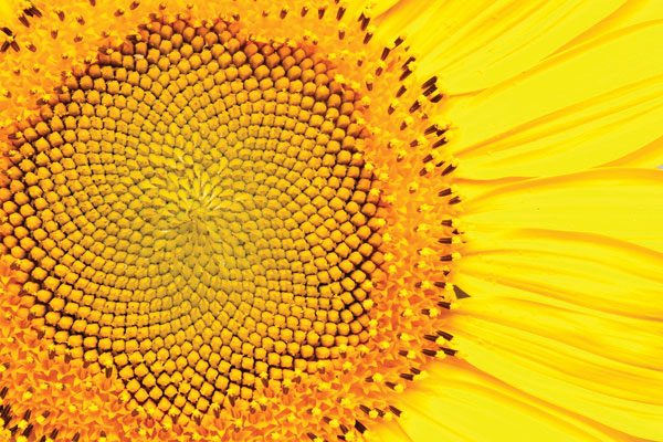 Προτάσεις για διακόσμησηΟ πίνακας FLO-091 με την εντυπωσιακή απεικόνιση λουλουδιών προσφέρει μια φρέσκια και κομψή αισθητική, ιδανική για την αναβάθμιση κάθε εσωτερικού χώρου. Σε κλασική διακόσμηση, μπορεί να λειτουργήσει ως κεντρικό κομμάτι ενός δωματίου, προσθέτοντας μια νότα ρομαντισμού. Για μοντέρνα σπίτια, ο πίνακας θα προσθέσει ζωντάνια και δυναμική, ενώ σε μινιμαλιστικό περιβάλλον θα προσφέρει ακριβώς την απαραίτητη δόση χρώματος χωρίς να κατακλύζει τον χώρο. Το σχέδιο του, σε στικτές αποχρώσεις, επιτρέπει τη δημιουργία θεματικών χώρων που συνδυάζονται αρμονικά με έπιπλα και αξεσουάρ διαφορετικών υφών και αποχρώσεων. Αυτός ο πίνακας σε καμβά είναι εξαιρετική επιλογή για σαλόνια, εισόδους ή ακόμα και κομψά γραφεία.Λίγα λόγια για τον πίνακαΟ FLO-091 αποτελεί έναν φωτογραφικό πίνακα που αναδεικνύει τη φυσική ομορφιά των λουλουδιών, προσεγγίζοντας το θέμα με τρόπο ρεαλιστικό και ταυτόχρονα καλλιτεχνικό. Η επιλογή των χρωμάτων και οι λεπτοδουλεμένες λεπτομέρειες δημιουργούν μια ζωντανή αναπαράσταση που αιχμαλωτίζει το βλέμμα. Τα χρώματα του πίνακα κυμαίνονται στα θερμά και φυσικά, ενώ οι υφές δίνουν την αίσθηση της αφής. Η φωτογραφία αυτή εκφράζει την αέναη ομορφιά της φύσης και την ευαισθησία του καλλιτέχνη στην αποτύπωση λεπτομερειών.Ο πίνακας FLO-091 αγγίζει την καρδιά του θεατή, προσκαλώντας τον να εκτιμήσει την απλότητα και τη γοητεία της φύσης. Η εικόνα του είναι καθηλωτική, δημιουργώντας μια αίσθηση ηρεμίας και γαλήνης, καθώς ο θεατής βυθίζεται στη φυσική ομορφιά των λουλουδιών. Η αρμονία του χρώματος και της σύνθεσης προκαλεί συναισθήματα θαυμασμού και αναπόλησης, μεταφέροντας μια διαχρονική αίσθηση ειρήνης και ευτυχίας.Ψηφιακή εκτύπωση σε καμβά. Ο καμβάς είναι υψηλής ποιότητας, ειδικός για ψηφιακή εκτύπωση που αναδεικνύει τα χρώματα. Είναι ιδανικός για διακόσμηση εσωτερικών χώρων. Παραλαμβάνετε τον πίνακα με την ψηφιακή εκτύπωση καμβά, τελαρωμένο σε τελάρο από ανθεκτικό ξύλο 2εκ, στη διάσταση που θέλετε.