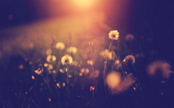 Προτάσεις για διακόσμησηΟ πίνακας σε καμβά FLO-093 μπορεί να ενσωματωθεί άψογα σε διάφορα ύφη διακόσμησης, προσαρμόζοντας τον χώρο με την φινέτσα και τις ζωντανές αποχρώσεις του. Σε έναν μοντέρνο χώρο, οι έντονες χρωματικές αντιθέσεις και η φυσική θεματολογία του πίνακα μπορούν να προσδώσουν μια νότα φρεσκάδας και ζωντάνιας. Σε κλασικούς χώρους, το φυσικό στοιχείο προσφέρει έναν ευγενή και εκλεπτυσμένο χαρακτήρα, ενώ σε μινιμαλιστικά περιβάλλοντα, οι αριστοτεχνικά τοποθετημένες αποχρώσεις του πίνακα εστιάζουν την προσοχή, δημιουργώντας ένα σημείο έμπνευσης και γαλήνης.Λίγα λόγια για τον πίνακαΠρόκειται για έναν πίνακα που ανήκει στην κατηγορία των λουλουδιών, όπου οι ζωντανές πινελιές αναδεικνύουν τη μορφολογία και την ποικιλότητα των φυτών. Οι καλλιτεχνικές λεπτομέρειες και η χρήση χρωμάτων προσφέρουν μια ευχάριστη οπτική εμπειρία, συνδυάζοντας την αίσθηση της παραδοσιακής αισθητικής με τη σύγχρονη τέχνη. Η εικόνα, με την καθαρότητά της, εξετάζει την αιώνια έλξη του ανθρώπου με τη φύση, προβάλλοντας την αρμονία της φυσικής ομορφιάς μέσα από την τεχνική της φωτογραφίας.Ο πίνακας προκαλεί αίσθηση ηρεμίας, ενσωματώνοντας στοιχεία που μεταφέρουν τον θεατή σε έναν κήπο γεμάτο ζωή και χρώμα. Τα λουλούδια απεικονίζονται με τέτοιο ρεαλισμό που θαρρείς πως μυρίζεις το άρωμά τους. Η σύνθεση και η γενική του ατμόσφαιρα αποπνέουν έναν αέρα αισιοδοξίας και αναγέννησης, καθιστώντας τον πίνακα ιδανικό για κάθε εσωτερικό χώρο που αναζητά φως και ενέργεια.Ψηφιακή εκτύπωση σε καμβά. Ο καμβάς είναι υψηλής ποιότητας, ειδικός για ψηφιακή εκτύπωση που αναδεικνύει τα χρώματα. Είναι ιδανικός για διακόσμηση εσωτερικών χώρων. Παραλαμβάνετε τον πίνακα με την ψηφιακή εκτύπωση καμβά, τελαρωμένο σε τελάρο από ανθεκτικό ξύλο 2εκ, στη διάσταση που θέλετε.