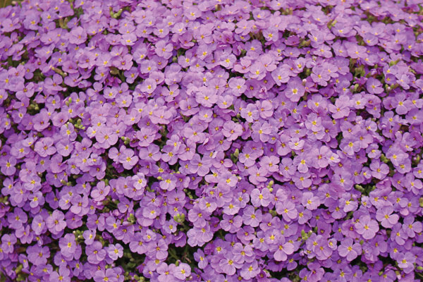 Προτάσεις για διακόσμησηΟ πίνακας σε καμβά FLO-097 είναι μια εκλεπτυσμένη απεικόνιση λουλουδιών που μπορεί να ενσωματωθεί αρμονικά σε ένα πλήθος διακοσμητικών στυλ. Σε έναν κλασικό χώρο, η φυσική ομορφιά του θέματος προσθέτει μια διαχρονική κομψότητα, ενώ η χαλαρωτική χρωματική παλέτα μπορεί να αποτελέσει το απόλυτο επιστέγασμα για ένα μοντέρνο ή μινιμαλιστικό περιβάλλον. Η σύνθεση αυτή δημιουργεί ένα ζεστό και φιλόξενο αίσθημα, κάνοντάς την κατάλληλη για κάθε εσωτερικό χώρο που χρειάζεται μια πινελιά φινέτσας και φύσης.Λίγα λόγια για τον πίνακαΟ πίνακας FLO-097 ανήκει στην κατηγορία Λουλούδια και αναδεικνύει με εκπληκτική λεπτομέρεια την ευθραυστότητα και την ομορφιά των λουλουδιών. Εδώ, η χρήση του φωτός και των σκιών δημιουργεί δυναμική αντίθεση, προσδίδοντας ζωντάνια και βάθος στο έργο. Οι απαλές πινελιές και η υφή του καμβά δημιουργούν μια τρισδιάστατη αίσθηση, προσκαλώντας τον θεατή να εξερευνήσει τη σύνθεση περισσότερο. Έτσι, οι αποχρώσεις των χρωμάτων συνυφαίνονται με τέτοιο τρόπο που συμβάλλουν στην αρμονία και την ροή του συνολικού έργου.Ο πίνακας σε καμβά FLO-097 μεταφέρει μια αίσθηση φρέσκιας ομορφιάς και εσωτερικής ηρεμίας. Το θέμα, με τα ρεαλιστικά του στοιχεία, δρα σαν ένα παράθυρο στη φύση, δημιουργώντας μια χαλαρωτική ατμόσφαιρα που μπορεί να εμβυθίσει τον θεατή σε σκέψεις και συναισθήματα θετικά και αισιόδοξα. Οι εκτυπωμένες λεπτομέρειες προσδίδουν μια αίσθηση ζωντάνιας, κάνοντας τον πίνακα μια ζωντανή προσθήκη στο χώρο.Ψηφιακή εκτύπωση σε καμβά. Ο καμβάς είναι υψηλής ποιότητας, ειδικός για ψηφιακή εκτύπωση που αναδεικνύει τα χρώματα. Είναι ιδανικός για διακόσμηση εσωτερικών χώρων. Παραλαμβάνετε τον πίνακα με την ψηφιακή εκτύπωση καμβά, τελαρωμένο σε τελάρο από ανθεκτικό ξύλο 2εκ, στη διάσταση που θέλετε.