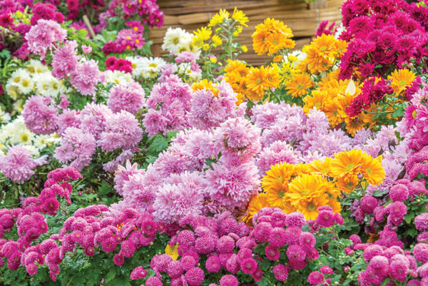 Προτάσεις για διακόσμησηΟ πίνακας σε καμβά FLO-099 ενσωματώνει την αίσθηση της φυσικής ομορφιάς με τις λεπτομέρειες λουλουδιών που παρουσιάζονται ζωηρά. Οι απαλές αποχρώσεις του ροζ, του λευκού και του πράσινου προσδίδουν μια αίσθηση φρεσκάδας, ιδανική για να συμπληρώσει έναν κλασικό ή και μοντέρνο χώρο. Σε ένα κλασικό δωμάτιο, ο πίνακας μπορεί να προσδώσει μια νότα ρομαντισμού, ενώ σε ένα μινιμαλιστικό στυλ διακόσμησης, οι απλές και καθαρές γραμμές των λουλουδιών αναδεικνύονται με αρμονία. Ο πίνακας σε καμβά θα μπορούσε επίσης να προσθέσει ζωντάνια και ενδιαφέρον σε ένα διακοσμητικά ουδέτερο δωμάτιο.Λίγα λόγια για τον πίνακαΟ πίνακας FLO-099 αποτελεί μέρος της κατηγορίας λουλουδιών, προβάλλοντας την αιθέρια ομορφιά της φύσης μέσα από μια μοναδική σύνθεση. Οι αποχρώσεις που χρησιμοποιούνται είναι απαλές και γήινες, μεταφέροντας την αίσθηση της ηρεμίας και της γαλήνης. Οι πινελιές είναι λεπτές και μελετημένες, προσδίδοντας στον πίνακα μια εκλεπτυσμένη υφή που μαγνητίζει τον θεατή. Το θέμα του πίνακα, εξετάζοντας την ομορφιά και την απλότητα των λουλουδιών, συνθέτει ένα ιδανικό κομμάτι για την ανανέωση και διακόσμηση κάθε εσωτερικού χώρου.Ο πίνακας δημιουργεί αίσθηση ευφορίας και προσελκύει το βλέμμα του θεατή με τη μοναδική του χρήση χρωμάτων και μορφών. Η συλλογή αυτή προσφέρει μια αίσθηση ελαφρότητας και αισιοδοξίας που διαπερνά τον χώρο. Η συνολική σύνθεση αναδεικνύει τη φυσική ομορφιά και την αρμονία που υπάρχει στη φύση, προσκαλώντας τον θεατή να αφιερώσει λίγο χρόνο για να απολαύσει αυτή την ήσυχη οπτική εμπειρία. Είναι ένας πίνακας που μπορεί να ξυπνήσει την αίσθηση της αναζωογόνησης και της φύσης σε κάθε θεατή.Ψηφιακή εκτύπωση σε καμβά. Ο καμβάς είναι υψηλής ποιότητας, ειδικός για ψηφιακή εκτύπωση που αναδεικνύει τα χρώματα. Είναι ιδανικός για διακόσμηση εσωτερικών χώρων. Παραλαμβάνετε τον πίνακα με την ψηφιακή εκτύπωση καμβά, τελαρωμένο σε τελάρο από ανθεκτικό ξύλο 2εκ, στη διάσταση που θέλετε.