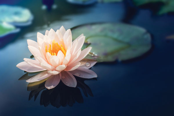 Προτάσεις για διακόσμησηΟ πίνακας σε καμβά FLO-101, με τη λεπτομερή απεικόνιση λουλουδιών, προσδίδει μία φρέσκια και φυσική νότα σε κάθε χώρο. Οι απαλές αποχρώσεις των λουλουδιών μπορούν να ενσωματωθούν άριστα σε ένα κλασικό περιβάλλον, προσφέροντας έναν αέρα κομψότητας και ευγένειας. Σε ένα μοντέρνο περιβάλλον, ο πίνακας μπορεί να λειτουργήσει ως το κεντρικό στοιχείο που θα αναδείξει τη διακόσμηση, στοχεύοντας σε μία αρμονική συνομιλία μεταξύ φύσης και σύγχρονου σχεδιασμού. Για έναν μινιμαλιστικό χώρο, ο πίνακας προσφέρει μία διακριτική ζωηράδα που μπορεί να αναδείξει τον χώρο, χωρίς να τον υπερφορτώσει.Λίγα λόγια για τον πίνακαΑυτός ο πίνακας, αν και δεν είναι ιστορική ζωγραφική, στηρίζεται σε μια φωτογραφική προσέγγιση που αποτυπώνει την ομορφιά των λουλουδιών με μεγάλη ακρίβεια και ζωντάνια. Η χρήση τρυφερών χρωμάτων και η προσεγμένη αντίθεση στις λεπτομέρειες αναδεικνύουν την ευαισθησία της φύσης. Η απρόσμενη αντίθεση μεταξύ των φωτεινών και σκιερότερων περιοχών δίνει την αίσθηση της ζεστασιάς και του βάθους, ενώ συμβολίζει την ανανέωση και την άνθιση.Ο πίνακας FLO-101 δημιουργεί μια αίσθηση γαλήνης και εσωτερικής ηρεμίας. Η φωτογραφία των λουλουδιών μοιάζει να αναπνέει, προσκαλώντας τον θεατή να εισέλθει σε έναν κόσμο φυσικής ομορφιάς και απλότητας. Το αποτέλεσμα είναι μια μοναδική σύνθεση που μεταφέρει μια εντυπωσιακή ένταση συναισθημάτων, καλώντας το μάτι του παρατηρητή να ανακαλύψει τις λεπτομέρειες και να χαθεί στη μαγεία της φύσης. Με την υπέροχη εκφραστικότητα και την αξιοθαύμαστη τεχνική αυτής της φωτογραφίας, ο πίνακας κατορθώνει να γεννήσει μια αίσθηση άμεσης σύνδεσης και αναστοχασμού.Ψηφιακή εκτύπωση σε καμβά. Ο καμβάς είναι υψηλής ποιότητας, ειδικός για ψηφιακή εκτύπωση που αναδεικνύει τα χρώματα. Είναι ιδανικός για διακόσμηση εσωτερικών χώρων. Παραλαμβάνετε τον πίνακα με την ψηφιακή εκτύπωση καμβά, τελαρωμένο σε τελάρο από ανθεκτικό ξύλο 2εκ, στη διάσταση που θέλετε.