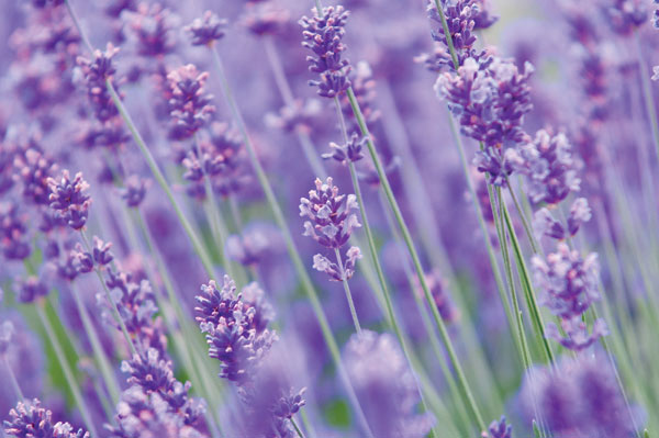 Προτάσεις για διακόσμησηΟ πίνακας σε καμβά FLO-103 με κωδικό 80701 προσφέρει μια εντυπωσιακή απεικόνιση λουλουδιών που μπορεί εύκολα να ενσωματωθεί σε διάφορα στυλ διακόσμησης. Σε ένα κλασικό δωμάτιο, οι κομψές λεπτομέρειες και οι φυσικές αποχρώσεις του έργου προσθέτουν ζωντάνια, ενώ σε ένα μοντέρνο περιβάλλον οι καθαρές γραμμές και το πλούσιο χρωματικό φάσμα αναδεικνύουν την κομψότητα του χώρου. Στο μινιμαλιστικό στυλ, η αέρινη αίσθηση που αποπνέει ο πίνακας θα προσφέρει την ιδανική πινελιά φυσικής αρμονίας, προσδίδοντας ακροβατική ισορροπία ανάμεσα στην απλότητα και την εκφραστικότητα. Λίγα λόγια για τον πίνακαΟ πίνακας σε καμβά FLO-103 αποτελεί μια φωτογραφία που αποτυπώνει με εξαιρετική ακρίβεια τις φυσικές υφές και τις λεπτομέρειες των λουλουδιών. Το έργο αποτελεί μια σύνθεση όπου οι αποχρώσεις του ροζ και του λευκού συνδυάζονται αρμονικά με την απαλότητα του πράσινου, δημιουργώντας ένα εντυπωσιακό οπτικό αποτέλεσμα. Η φωτογραφία χρησιμοποιεί την τεχνική του φυσικού φωτός που προσφέρει ζωντάνια και δίνει έναν τόνο ελπίδας, δίνοντας έμφαση σε κάθε φορά εμπρός στο φως που ακτινοβολούν τα λουλούδια.Η καλλιτεχνική και συναισθηματική αποτύπωση των λουλουδιών στον πίνακα δημιουργεί μια αίσθηση γαλήνης και φρεσκάδας, μεταφέροντας μια βαθιά αίσθηση αισιοδοξίας και νοσταλγίας στον θεατή. Με το απαράμιλλο αυτό αποτέλεσμα, το έργο μπορεί να προκαλέσει σειρά συναισθημάτων, από αναπόληση μέχρι προβληματισμό για την περιβάλλουσα φύση και την ομορφιά της. Η απαλή φωτογραφική προσέγγιση επιτρέπει στον θεατή να χαθεί στη λεπτομέρεια και να νιώσει να γίνεται μέρος ενός φυσικού παραδείσου, ανανεώνοντας τον εσωτερικό του χώρο.Ψηφιακή εκτύπωση σε καμβά. Ο καμβάς είναι υψηλής ποιότητας, ειδικός για ψηφιακή εκτύπωση που αναδεικνύει τα χρώματα. Είναι ιδανικός για διακόσμηση εσωτερικών χώρων. Παραλαμβάνετε τον πίνακα με την ψηφιακή εκτύπωση καμβά, τελαρωμένο σε τελάρο από ανθεκτικό ξύλο 2εκ, στη διάσταση που θέλετε.