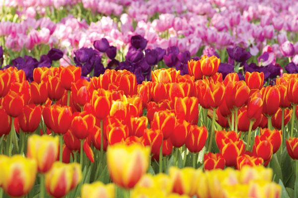 Προτάσεις για διακόσμησηΟ πίνακας σε καμβά FLO-106 μπορεί να ενσωματωθεί αρμονικά σε διάφορα στυλ διακόσμησης χάρη στις απαλές και φυσικές του αποχρώσεις. Σε έναν κλασικό χώρο, οι λουλουδάτες εικόνες μπορούν να προσθέσουν μια δόση κομψότητας και ρομαντισμού. Σε έναν μοντέρνο χώρο, ο πίνακας μπορεί να προσφέρει μια ευχάριστη αντίθεση με την καθαρότητα των γραμμών και την απλότητα των υλικών, αναδεικνύοντας τον χώρο με μια φρέσκια, φυσική πινελιά. Σε έναν μινιμαλιστικό χώρο, ο πίνακας λειτουργεί ως το κεντρικό στοιχείο που μαγνητίζει το βλέμμα και προσφέρει μια διάσταση ζωντάνιας και ηρεμίας.Λίγα λόγια για τον πίνακαΟ πίνακας σε καμβά FLO-106 αποτελεί μια φωτογραφία λουλουδιών, όπου ο καλλιτέχνης έχει αξιοποιήσει την τεχνική της ψηφιακής εκτύπωσης για να αποδώσει με ακρίβεια κάθε μικρή λεπτομέρεια των λουλουδιών. Τα απαλά χρώματα δημιουργούν μια αίσθηση ηρεμίας και ισορροπίας, ενώ η ασπρόμαυρη σύνθεση των λουλουδιών αναδεικνύει το φυσικό τους κάλλος. Η χρήση του φωτός εδώ προσδίδει μια απαλή λάμψη, δημιουργώντας ένα παιχνίδι με τις σκιές που συμβάλλει στη δομή και την αρμονία του έργου.Η φωτογραφία αποπνέει μια αίσθηση φρεσκάδας και γαλήνης, μεταφέροντας τον θεατή σε έναν ονειρικό κήπο όπου ο χρόνος σταματάει. Η ικανότητα του καλλιτέχνη να συλλάβει και να μεταφέρει αυτή τη στιγμή καθιστά τον πίνακα ιδανικό για όσους αναζητούν έναν περίπατο στις σκέψεις τους. Με την απλή, αλλά έντονη παρουσία του, ο πίνακας FLO-106 ενισχύει την επαφή του θεατή με τη φύση, κάνοντάς τον να αισθανθεί μια βαθιά, εσωτερική σύνδεση με τον φυσικό κόσμο γύρω του.Ψηφιακή εκτύπωση σε καμβά. Ο καμβάς είναι υψηλής ποιότητας, ειδικός για ψηφιακή εκτύπωση που αναδεικνύει τα χρώματα. Είναι ιδανικός για διακόσμηση εσωτερικών χώρων. Παραλαμβάνετε τον πίνακα με την ψηφιακή εκτύπωση καμβά, τελαρωμένο σε τελάρο από ανθεκτικό ξύλο 2εκ, στη διάσταση που θέλετε.