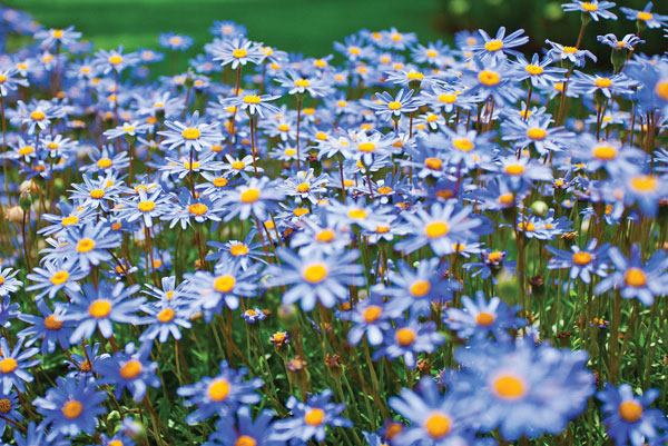 Προτάσεις για διακόσμησηΟ πίνακας σε καμβά FLO-107 με τα περίτεχνα λουλουδένια μοτίβα του, μπορεί να προσδώσει μια αίσθηση φρεσκάδας και γαλήνης σε κάθε εσωτερικό χώρο. Σε έναν κλασικό χώρο διακόσμησης, μπορεί να τοποθετηθεί σε μια κομψή κορνίζα, προσφέροντας έναν αέρα ρομαντισμού και κλασικής φινέτσας. Σε ένα μοντέρνο περιβάλλον, οι ζωντανές αποχρώσεις του πίνακα λειτουργούν ως το κύριο στοιχείο που προσελκύει το μάτι, ενώ σε μινιμαλιστικούς χώρους, το εκλεπτυσμένο του σχέδιο παρέχει το τέλειο αντίβαρο στο καθαρό και απλό στυλ. Η ευελιξία του πίνακα επιτρέπει την ιδανική προσαρμογή του σε ποικίλα στυλ, προσδίδοντας ζωντάνια και χαρακτήρα.Λίγα λόγια για τον πίνακαΟ πίνακας σε καμβά FLO-107 αποτελεί ένα εντυπωσιακά σύγχρονο έργο τέχνης, το οποίο αναπαριστά τη φυσική ομορφιά των λουλουδιών με ιδιαίτερη λεπτομέρεια και ακρίβεια. Η προσεγμένη εφαρμογή των αποχρώσεων του μοβ και του πράσινου δημιουργεί χαλαρή αρμονία, προκαλώντας την οπτική αίσθηση μιας φυσικής ισορροπίας. Το έργο, με τις απαλά μπλεγμένες υφές του, φέρνει στην επιφάνεια την οργανική ροή που συναντάται στη φυσική εξέλιξη της ζωής των λουλουδιών, τονίζοντας τη διακριτική ομορφιά και τον δυναμισμό τους.Η καλλιτεχνική εκτέλεση του FLO-107 προσκαλεί τον θεατή να νιώσει βαθιά την αγνότητα και την ηρεμία που συνδέονται με το ρυθμό της φύσης. Δημιουργείται μια αίσθηση γαλήνης, καθώς τα λουλούδια στον καμβά μοιάζουν σχεδόν ζωντανά, μεταφέροντας τον θεατή σε έναν κήπο απόλυτης ομορφιάς και ανενόχλητου μεγαλείου. Με κάθε εξέταση αυτής της ψηφιακής απεικόνισης, εντείνεται η εσωτερική ηρεμία και η εκτίμηση προς την τέχνη της φύσης.Ψηφιακή εκτύπωση σε καμβά. Ο καμβάς είναι υψηλής ποιότητας, ειδικός για ψηφιακή εκτύπωση που αναδεικνύει τα χρώματα. Είναι ιδανικός για διακόσμηση εσωτερικών χώρων. Παραλαμβάνετε τον πίνακα με την ψηφιακή εκτύπωση καμβά, τελαρωμένο σε τελάρο από ανθεκτικό ξύλο 2εκ, στη διάσταση που θέλετε.