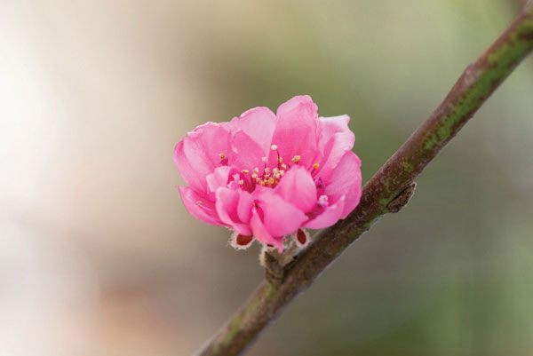 Προτάσεις για διακόσμησηΟ πίνακας σε καμβά με τον κωδικό FLO-115 είναι ιδανικός για να εμπλουτίσει οποιοδήποτε χώρο με τη φρεσκάδα των λουλουδιών του. Οι απαλές και φωτεινές αποχρώσεις των λουλουδιών ταιριάζουν απόλυτα σε ένα μοντέρνο ή μινιμαλιστικό στυλ διακόσμησης, προσθέτοντας ζωντάνια χωρίς να επιβαρύνουν το σύνολο. Σε ένα κλασικό περιβάλλον, μπορεί να τοποθετηθεί σε έναν λιτό, φωτεινό τοίχο για να αναδείξει την απλότητα και τη φυσικότητα που αντιπροσωπεύει.Λίγα λόγια για τον πίνακαΗ ψηφιακή εκτύπωση του πίνακα ενσωματώνει μια λεπτοδουλεμένη απεικόνιση λουλουδιών, με πλούσιες σε λεπτομέρειες αποχρώσεις και υφή που προσομοιώνει την εκλεπτυσμένη δουλειά ενός ζωγράφου. Η χρήση του φωτός και της σκιάς στον πίνακα δημιουργεί βάθος και διάσταση, παραπέμποντας στη φρεσκάδα και την αναζωογόνηση της φύσης. Οι χρωματικές επιλογές, που καλύπτουν μια γκάμα από ζεστές έως ψυχρές αποχρώσεις, συμβάλλουν στη δημιουργία μιας ισορροπημένης σύνθεσης, η οποία απευθύνεται σε κάθε θεατή με την αρμονία και τη ζωηρότητά της.Το καλλιτεχνικό ύφος του πίνακα σε καμβά FLO-115 μεταφέρει μια αίσθηση γαλήνης και ευημερίας, προσκαλώντας τον θεατή σε μια συναισθηματική αναπόληση. Η ατμόσφαιρα της εικόνας εκπέμπει μια καθαρότητα και απλότητα που αγκαλιάζει την καθημερινότητα, προσφέροντας στιγμές απόλαυσης και χαλάρωσης. Κατάλληλος για όσους αναζητούν μια αρμονική σύνδεση με τη φύση, ο πίνακας εμπνέει ενώ παράλληλα διατηρεί μια διακριτική πολυτέλεια.Ψηφιακή εκτύπωση σε καμβά. Ο καμβάς είναι υψηλής ποιότητας, ειδικός για ψηφιακή εκτύπωση που αναδεικνύει τα χρώματα. Είναι ιδανικός για διακόσμηση εσωτερικών χώρων. Παραλαμβάνετε τον πίνακα με την ψηφιακή εκτύπωση καμβά, τελαρωμένο σε τελάρο από ανθεκτικό ξύλο 2εκ, στη διάσταση που θέλετε.