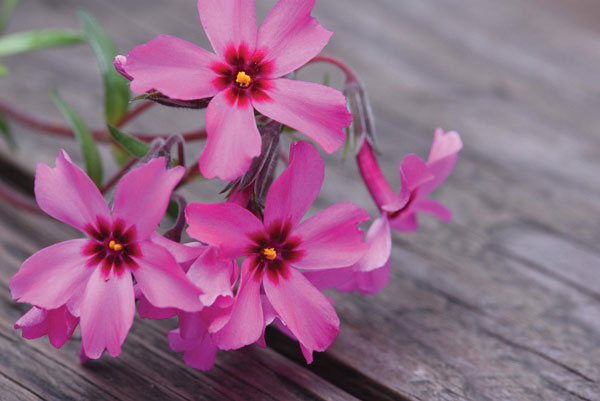 Προτάσεις για διακόσμησηΟ πίνακας σε καμβά FLO-117 είναι μια κομψή προσθήκη που μπορεί να προσαρμοστεί σε κάθε στυλ διακόσμησης. Ενσωματώνοντας ευαίσθητες και εκλεπτυσμένες αποχρώσεις λουλουδιών, μπορεί να προσθέσει μια νότα ρομαντισμού σε ένα κλασικό σαλόνι ή να γίνει το σημείο εστίασης σε έναν μοντέρνο χώρο. Στον μινιμαλιστικό σχεδιασμό, οι λεπτές γραμμές και οι φυσικές χρωματικές αποχρώσεις του προσφέρουν μια ζεστή αίσθηση, χωρίς να υπερβαίνουν την λιτότητα, ενώ η χρήση του σε έναν λιγότερο φορτωμένο χώρο μπορεί να αναδείξει την απλότητα με μια πινελιά φινέτσας.Λίγα λόγια για τον πίνακαΟ πίνακας FLO-117 χρησιμοποιεί την τέχνη της ψηφιακής εκτύπωσης σε καμβά για να αναδημιουργήσει με ακρίβεια την ομορφιά των φυσικών λουλουδιών. Η εκτύπωση αποδίδει εξαιρετική λεπτομέρεια, αποπνέοντας την κομψότητα και την ευαισθησία της φύσης. Χρώματα όπως το παστέλ ροζ, το λεπτό πράσινο και το απαλά λευκό συνεργάζονται για να δημιουργήσουν ένα αρμονικό σύνολο που μαγνητίζει το βλέμμα. Οι υφές των χρωμάτων ενισχύουν την αίσθηση της κίνησης και της ζωντάνιας, προσφέροντας μια τρισδιάστατη εμπειρία παρατήρησης.Ο πίνακας FLO-117 δημιουργεί αίσθηση ηρεμίας και αναζωογόνησης, μεταφέροντας τον θεατή σε ένα κόσμο ομορφιάς και φυσικής ισορροπίας. Ο θεατής μπορεί να συνδεθεί συναισθηματικά με την απλότητα και τη ρομαντικότητα που αποπνέει η εικόνα. Αυτή η ένωση της τέχνης και της φύσης προάγει μια εσωτερική γαλήνη, κάνοντας τον πίνακα μια ιδανική επιλογή για χώρους ανάπαυσης και περισυλλογής.Ψηφιακή εκτύπωση σε καμβά. Ο καμβάς είναι υψηλής ποιότητας, ειδικός για ψηφιακή εκτύπωση που αναδεικνύει τα χρώματα. Είναι ιδανικός για διακόσμηση εσωτερικών χώρων. Παραλαμβάνετε τον πίνακα με την ψηφιακή εκτύπωση καμβά, τελαρωμένο σε τελάρο από ανθεκτικό ξύλο 2εκ, στη διάσταση που θέλετε.