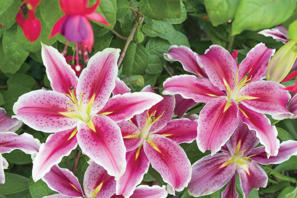 Προτάσεις για διακόσμησηΟ πίνακας σε καμβά FLO-120 με την απαλή του παλέτα χρωμάτων και την επιβλητική παρουσία λουλουδιών μπορεί να ενσωματωθεί άριστα σε διάφορους χώρους και στυλ διακόσμησης. Σε έναν κλασικό χώρο, η ζωγραφική μπορεί να τοποθετηθεί σε μία τραπεζαρία ή καθιστικό, προσθέτοντας ρομαντισμό και κομψότητα. Σε μοντέρνους χώρους, η λιτή και λεπτή του γραμμή μπορεί να χρησιμοποιηθεί για να δημιουργήσει ένα σημείο ενδιαφέροντος στην είσοδο ή το υπνοδωμάτιο, ενώ στο μινιμαλιστικό στυλ, ο πίνακας μπορεί να ενσωματωθεί σε έναν ουδέτερο τοίχο προσδίδοντας ζωντάνια χωρίς να διαταράσσει τη συνολική αρμονία.Λίγα λόγια για τον πίνακαΟ πίνακας FLO-120 ανήκει στην κατηγορία των λουλουδιών και χαρακτηρίζεται από την πλούσια απεικόνιση φυσικών θεμάτων με έναν εκλεπτυσμένο και αυθεντικό τρόπο. Τα χρώματά του είναι κυρίως απαλά και γήινα, με περίτεχνη χρήση των πράσινων και ροζ αποχρώσεων, κάτι που εκπέμπει φρεσκάδα και ηρεμία. Η τεχνική που έχει χρησιμοποιηθεί, με λεπτές πινελιές και αρμονικές γραμμές, δημιουργεί μια αίσθηση κινήματος και φυσικότητας, ενώ η απλότητα της σύνθεσης επιτρέπει στο θεατή να συνδεθεί άμεσα με την ομορφιά της φύσης.Ο πίνακας FLO-120 δημιουργεί αίσθηση γαλήνης και απλότητας, προσκαλώντας το θεατή σε μια στιγμιαία απόδραση στον κόσμο της φύσης. Αναδεικνύει την ομορφιά του απλού, το οποίο συχνά παραβλέπεται στη βιασύνη της καθημερινότητας, και ενισχύει τη σύνδεση του θεατή με το φυσικό περιβάλλον. Η σοφιστικέ απεικόνιση των λουλουδιών αποπνέει κομψότητα και μία διαχρονική γοητεία, κάνοντας τον πίνακα ιδανικό για μια ήρεμη και διαχρονική διακόσμηση.Ψηφιακή εκτύπωση σε καμβά. Ο καμβάς είναι υψηλής ποιότητας, ειδικός για ψηφιακή εκτύπωση που αναδεικνύει τα χρώματα. Είναι ιδανικός για διακόσμηση εσωτερικών χώρων. Παραλαμβάνετε τον πίνακα με την ψηφιακή εκτύπωση καμβά, τελαρωμένο σε τελάρο από ανθεκτικό ξύλο 2εκ, στη διάσταση που θέλετε.