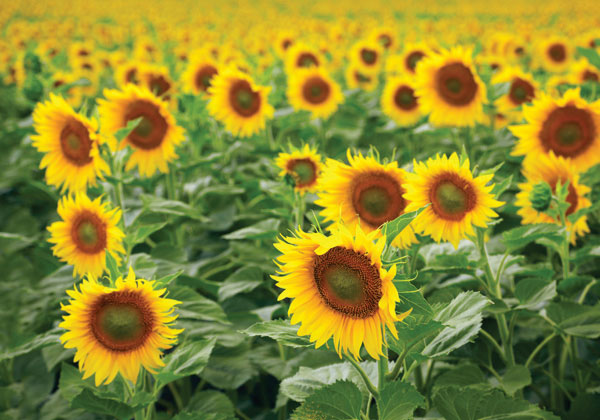 Προτάσεις για διακόσμησηΟ πίνακας σε καμβά FLO-122 με την αισθητική απεικόνιση λουλουδιών μπορεί εύκολα να ενσωματωθεί σε πολλαπλά στυλ διακόσμησης. Σε ένα κλασικό χώρο, μπορεί να προσδώσει μια αίσθηση διαχρονικής φινέτσας δίπλα σε παραδοσιακά έπιπλα και αξεσουάρ. Σε έναν μοντέρνο χώρο, το φυσικό θέμα του με την αφηρημένη σύνθεση αναδεικνύει τις καθαρές γραμμές και τις απλές φόρμες του καναπέ ή των ραφιών σας. Για το μινιμαλιστικό στυλ, προσφέρει την αίσθηση της γαλήνης και της ισορροπίας, εστιάζοντας στα βασικά χρώματα και την αέρινη διάταξη των λουλουδιών.Λίγα λόγια για τον πίνακαΟ πίνακας FLO-122 ανήκει στην κατηγορία λουλουδιών και καταφέρνει να εστιάσει στη δύναμη της φύσης μέσα από την απλότητα της σύνθεσής της. Χρησιμοποιεί απαλά παστέλ χρώματα, που με τις διαφορετικές αποχρώσεις τους δημιουργούν μια αρμονική και κατευναστική επίδραση. Οι πινελιές είναι λεπτές και ακριβείς, αναδεικνύοντας την υφή των πέταλων και τη ζωτικότητα των χρωμάτων. Αυτό το έργο φωτογραφίας συλλαμβάνει την πραγματική ουσία των λουλουδιών, μεταφέροντας την όψη και την αίσθησή τους στον θεατή.Ο πίνακας δημιουργεί μια αίσθηση ηρεμίας και φυσικής ομορφιάς, προκαλώντας στο θεατή συναισθήματα ειρήνης και χαλάρωσης. Με την προσεκτική χρήση των χρωμάτων και της σύνθεσης, δεν είναι απλώς μια αναπαράσταση λουλουδιών αλλά μια ανακάλυψη της τελειότητας της φύσης, ενισχύοντας τη σύνδεση του ανθρώπου με το περιβάλλον. Η απλότητά του προσφέρει μια βαθιά αίσθηση γαλήνης και ανάπαυσης, που εύκολα μπορεί να μεταφερθεί σε οποιοδήποτε εσωτερικό χώρο.Ψηφιακή εκτύπωση σε καμβά. Ο καμβάς είναι υψηλής ποιότητας, ειδικός για ψηφιακή εκτύπωση που αναδεικνύει τα χρώματα. Είναι ιδανικός για διακόσμηση εσωτερικών χώρων. Παραλαμβάνετε τον πίνακα με την ψηφιακή εκτύπωση καμβά, τελαρωμένο σε τελάρο από ανθεκτικό ξύλο 2εκ, στη διάσταση που θέλετε.