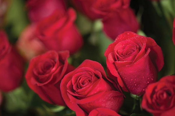 Προτάσεις για διακόσμησηΟ πίνακας σε καμβά με τίτλο FLO-123 μπορεί να λειτουργήσει ως κομβικό σημείο στον χώρο σας, προσδίδοντας φρεσκάδα και ζωντάνια. Σε ένα κλασικό στυλ διακόσμησης, ο πίνακας προσθέτει ένα απαλό άγγιγμα φυσικής ομορφιάς, ενώ σε ένα μοντέρνο περιβάλλον συμβάλλει στη δημιουργία αντίθεσης με τις καθαρές γραμμές και τις ουδέτερες αποχρώσεις. Στο μινιμαλιστικό ύφος, μπορεί να λειτουργήσει ως το κύριο εστιακό σημείο, προσφέροντας μια λεπτή χρωματική πινελιά που σπάει τη μονοτονία, χωρίς να διαταράσσει την ισορροπία του χώρου.Λίγα λόγια για τον πίνακαΟ FLO-123 είναι ένας εκλεπτυσμένος πίνακας σε καμβά που δημιουργεί έναν διάλογο με τη φύση μέσα από την απεικόνιση λουλουδιών σε φωτεινές και απαλά γήινες αποχρώσεις. Ο συγκεκριμένος πίνακας χρησιμοποιεί μια λεπτή παλέτα χρωμάτων, όπου οι αποχρώσεις του πράσινου και του ροζ κυριαρχούν, δημιουργώντας μια αίσθηση φρεσκάδας και ανανέωσης. Οι μαλακές πινελιές συμβάλλουν στην αίσθηση αβρότητας και ηρεμίας, ενώ οι υφές που προκύπτουν από την τεχνική προσθέτουν ένα βάθος που προσελκύει το βλέμμα.Ο FLO-123 δημιουργεί αίσθηση ηρεμίας και αναζωογόνησης, επηρεάζοντας θετικά την ψυχολογία του θεατή. Η εικόνα των λουλουδιών, με την απλή και ταυτόχρονα περίπλοκη διάταξή τους, προσφέρει μια γέφυρα προς τον φυσικό κόσμο, προκαλώντας σκέψεις αρμονίας και ισορροπίας. Μεταφέρει μια βαθιά αίσθηση γαλήνης που συνδέεται με τη φυσική ομορφιά, κεντρίζοντας τη φαντασία και προσφέροντας μια ανάσα δροσιάς στο αστικό τοπίο.Ψηφιακή εκτύπωση σε καμβά. Ο καμβάς είναι υψηλής ποιότητας, ειδικός για ψηφιακή εκτύπωση που αναδεικνύει τα χρώματα. Είναι ιδανικός για διακόσμηση εσωτερικών χώρων. Παραλαμβάνετε τον πίνακα με την ψηφιακή εκτύπωση καμβά, τελαρωμένο σε τελάρο από ανθεκτικό ξύλο 2εκ, στη διάσταση που θέλετε.