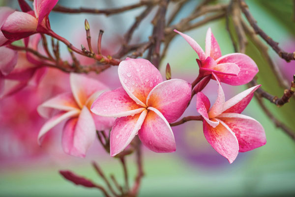 Προτάσεις για διακόσμησηΟ συγκεκριμένος πίνακας σε καμβά μπορεί να αποτελέσει το ιδανικό διακοσμητικό στοιχείο για διάφορα στυλ διακόσμησης. Σε ένα κλασικό καθιστικό, ο πίνακας με την απαλή χρωματική παλέτα του μπορεί να προσθέσει μια ντελικάτη αίσθηση ρομαντισμού. Για έναν χώρο με μοντέρνο διάκοσμο, οι αφαιρετικές πινελιές και οι καμπύλες γραμμές των λουλουδιών δημιουργούν μια αντίθεση που εκπέμπει κομψότητα και φινέτσα. Σε ένα μινιμαλιστικό περιβάλλον, οι καθαρές γραμμές και οι απαλοί τόνοι του πίνακα σε καμβά μπορούν να δρα ως ήρεμο σημείο εστίασης, προσθέτοντας αίσθηση ισορροπίας και ηρεμίας.Λίγα λόγια για τον πίνακαΗ ένταση των χρωμάτων και οι απαλές αποχρώσεις σε αυτόν τον πίνακα δημιουργούν μια αίσθηση γαλήνης και ομορφιάς, μεταφέροντας τον θεατή σε έναν κόσμο φυσικής αρμονίας. Τα λουλούδια αποπνέουν ζωντάνια και ευγένεια, και το ελαφρύ παιχνίδισμα του φωτός υποδηλώνει την αναγέννηση και την ελπίδα. Η προσεκτική τοποθέτηση των στοιχείων και οι διακριτικές πινελιές δημιουργούν μια δυναμική σύνθεση, όπου κάθε στοιχείο αντανακλά το φως με μοναδικό τρόπο, προσφέροντας ενέργεια και ζεστασιά στον θεατή.Ο πίνακας FLO-128 αποπνέει μια αίσθηση ηρεμίας και φυσικής ομορφιάς που μαγεύει τον παρατηρητή. Οι πλούσιες και λεπτές υφές του λουλουδιού σχεδιάζουν μια οπτική ρυθμολογία που θυμίζει το πέταγμα του χρόνου. Η λεπτή κίνηση των χρωμάτων μοιάζει να προσκαλεί τον θεατή να εξερευνήσει τη σχέση του με το φυσικό περιβάλλον, σημειώνοντας την ήρεμη αλλά δυναμική ενέργεια που αναδύεταιΨηφιακή εκτύπωση σε καμβά. Ο καμβάς είναι υψηλής ποιότητας, ειδικός για ψηφιακή εκτύπωση που αναδεικνύει τα χρώματα. Είναι ιδανικός για διακόσμηση εσωτερικών χώρων. Παραλαμβάνετε τον πίνακα με την ψηφιακή εκτύπωση καμβά, τελαρωμένο σε τελάρο από ανθεκτικό ξύλο 2εκ, στη διάσταση που θέλετε.