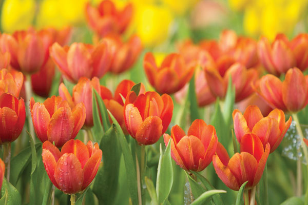 Προτάσεις για διακόσμησηΟ πίνακας με άρωμα ανθισμένων λουλουδιών FLO-129 είναι μια εξαιρετική επιλογή για να προσφέρει χρώμα και ζωντάνια σε κάθε εσωτερικό χώρο. Η σύνθεση αυτή είναι ιδανική για κλασικό στυλ διακόσμησης, όπου οι φυσικές αποχρώσεις συνδυάζονται αρμονικά με κομψά έπιπλα από σκούρο ξύλο. Σε ένα μοντέρνο περιβάλλον, ο πίνακας μπορεί να δημιουργήσει μια εντυπωσιακή αντίθεση με πιο ουδέτερες παλέτες, προσθέτοντας μια νότα φυσικότητας. Επιπλέον, σε έναν μινιμαλιστικό χώρο, το έργο μπορεί να αποτελέσει το κεντρικό στοιχείο, ενισχύοντας την αίσθηση φρεσκάδας και απλότητας. Ο πίνακας σε καμβά αυτός λειτουργεί όπως μια ωδή στη φύση, προσκαλώντας την άνοιξη να εισέλθει στο σπίτι σας.Λίγα λόγια για τον πίνακαΟ πίνακας αυτός, με θέμα τα λουλούδια, εκτυλίσσεται κυρίως σε γήινες και παστέλ αποχρώσεις, που συνδυάζονται αρμονικά με τις ζωντανές αποχρώσεις των λουλουδιών. Η φωτογραφία προσφέρει μια ρεαλιστική απεικόνιση με προσοχή στις λεπτομέρειες και την τέχνη της αντίθεσης του φωτός. Τα λουλούδια συμβολίζουν τη ζωή και την ομορφιά της φύσης, αποτελώντας ένα αιώνιο σύμβολο αναγέννησης και ελπίδας. Οι υφές στη φωτογραφία προσθέτουν μια τρισδιάστατη αίσθηση, προσδίδοντας βάθος και διάσταση στο σύνολο του έργου.Η φωτογραφία δημιουργεί μια αίσθηση ηρεμίας και χαλάρωσης, σαν να βρίσκεστε στο κέντρο ενός ανθισμένου κήπου την αυγή. Η λεπτομερής απεικόνιση των λουλουδιών προκαλεί μια άμεση σύνδεση με τον θεατή, μεταφέροντας μια ανεπιτήδευτη αίσθηση ομορφιάς και καθησύχασης. Κάθε ματιά ενισχύει την αντίληψη της φυσικής τελειότητας και της αρμονίας, προσκαλώντας τον θεατή να χαθεί στη λεπτομέρεια του κάθε πέταλου. Αυτός ο πίνακας σε καμβά αποτελεί το ιδανικό στοιχείο για όσους αποζητούν μια καθημερινή επαφή με τη φύση στο προσωπικό τους καταφύγιο.Ψηφιακή εκτύπωση σε καμβά. Ο καμβάς είναι υψηλής ποιότητας, ειδικός για ψηφιακή εκτύπωση που αναδεικνύει τα χρώματα. Είναι ιδανικός για διακόσμηση εσωτερικών χώρων. Παραλαμβάνετε τον πίνακα με την ψηφιακή εκτύπωση καμβά, τελαρωμένο σε τελάρο από ανθεκτικό ξύλο 2εκ, στη διάσταση που θέλετε.