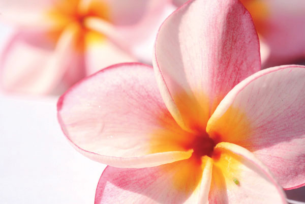 Προτάσεις για διακόσμησηΟ πίνακας σε καμβά FLO-131, με το θέμα των λουλουδιών, αποτελεί μια ιδανική επιλογή για να πλαισιώσετε τη διακόσμηση του χώρου σας. Σε ένα κλασικό διακοσμητικό πλαίσιο, ο πίνακας μπορεί να τοποθετηθεί σε ένα σαλόνι με ζεστές, γήινες αποχρώσεις, προσδίδοντας μια αίσθηση διαχρονικής κομψότητας. Σε έναν μοντέρνο χώρο, ο πίνακας μπορεί να δώσει έμφαση σε έναν τοίχο με ουδέτερους τόνους, δημιουργώντας μια καλαίσθητη αντίθεση. Για τον μινιμαλιστικό εσωτερικό χώρο, το απλό και κομψό σχέδιο του πίνακα επιτρέπει τη δημιουργία ενός γωνιακού σημείου εστίασης, αναδεικνύοντας τον χώρο με την απαράμιλλη ομορφιά των λουλουδιών του.Λίγα λόγια για τον πίνακαΟ πίνακας FLO-131 ενσωματώνει την τέχνη της φωτογραφίας με εκπληκτική ακρίβεια και αισθητική. Το θέμα των λουλουδιών αναδεικνύεται μέσα από την προσεκτική επιλογή των χρωμάτων και των λεπτομερειών, δημιουργώντας έναν συνδυασμό φυσικής ομορφιάς και καλλιτεχνικής έκφρασης. Το φως διαχέεται απαλά, τονίζοντας τα ελκυστικά σχήματα και τις αδύναμες σκιές που σχηματίζουν τα λουλούδια. Τα χρώματα είναι ζωντανά, αλλά ταυτόχρονα διακριτικά, με την υφή του καμβά να προσφέρει μια αίσθηση φυσικής αρμονίας.Μέσα από την απεικόνιση των λουλουδιών, ο πίνακας FLO-131 δημιουργεί μια αίσθηση ηρεμίας και ανανέωσης. Η προσοχή στη λεπτομέρεια και η ήπια χρήση του χρώματος συμβάλλουν σε μια ατμόσφαιρα ευεξίας, προσκαλώντας τον θεατή να παρασυρθεί σε σκέψεις χαλάρωσης και ενδοσκόπησης. Το αποτέλεσμα είναι ένας διάλογος ανάμεσα στον θεατή και το έργο, που προσφέρει μια στιγμή αναστοχασμού μέσα από τη φυσική ομορφιά.Ψηφιακή εκτύπωση σε καμβά. Ο καμβάς είναι υψηλής ποιότητας, ειδικός για ψηφιακή εκτύπωση που αναδεικνύει τα χρώματα. Είναι ιδανικός για διακόσμηση εσωτερικών χώρων. Παραλαμβάνετε τον πίνακα με την ψηφιακή εκτύπωση καμβά, τελαρωμένο σε τελάρο από ανθεκτικό ξύλο 2εκ, στη διάσταση που θέλετε.