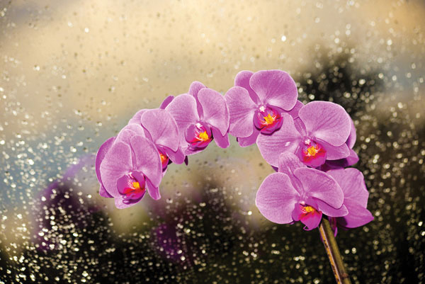 Προτάσεις για διακόσμησηΟ πίνακας σε καμβά FLO-132 με τη ζωηρή του απεικόνιση λουλουδιών μπορεί να προστεθεί με επιτυχία σε διάφορα στυλ διακόσμησης. Σε ένα μοντέρνο περιβάλλον, οι έντονες αποχρώσεις και το φρέσκο του θέμα προσφέρουν μια ζωηρή αντίθεση, αναδεικνύοντας τις σύγχρονες γραμμές του χώρου. Σε κλασικές συνθέσεις, η διαχρονικότητα των λουλουδιών μπορούν να συνδυαστούν με παραδοσιακά έπιπλα, προσθέτοντας μια αίσθηση φινέτσας και οικειότητας. Επίσης, σε μινιμαλιστικούς χώρους, ο πίνακας αυτός μπορεί να χρησιμεύσει ως το κεντρικό σημείο εστίασης, προσφέροντας έναν χρωματικό τόνο που εμπλουτίζει την καθαρότητα του σχεδιασμού.Λίγα λόγια για τον πίνακαΟ πίνακας παρουσιάζει έναν πλούσιο καμβά γεμάτο ζωντάνια και πνοή, όπου κυριαρχούν έντονα χρώματα όπως το κόκκινο, το κίτρινο και το πράσινο. Η χρήση του φωτός στους ανθούς δημιουργεί μια εντυπωσιακή αίσθηση ζωντάνιας και ελπίδας. Οι λεπτές πινελιές και οι απαλά διαβαθμισμένες υφές συνθέτουν μία αρμονία που αναδεικνύει το φυσικό κάλλος των λουλουδιών, προσδίδοντας έναν αέρα ρομαντισμού στη συνολική απεικόνιση.Ο πίνακας δημιουργεί αίσθηση ηρεμίας και γαλήνης, μεταφέροντας τον θεατή σε ένα υπέροχο κήπο γεμάτο ζωντάνια και αρώματα. Αυτό το συναισθηματικό στοιχείο κάνει τον παρατηρητή να εξερευνά τη φύση και τις εποχές, ενώ παράλληλα νιώθει μια αίσθηση ισορροπίας και πληρότητας. Η καλλιτεχνική απόδοση των λουλουδιών έχει την ικανότητα να αγγίζει βαθιά συναισθήματα, ενισχύοντας τη σύνδεση με τον θεατή.Ψηφιακή εκτύπωση σε καμβά. Ο καμβάς είναι υψηλής ποιότητας, ειδικός για ψηφιακή εκτύπωση που αναδεικνύει τα χρώματα. Είναι ιδανικός για διακόσμηση εσωτερικών χώρων. Παραλαμβάνετε τον πίνακα με την ψηφιακή εκτύπωση καμβά, τελαρωμένο σε τελάρο από ανθεκτικό ξύλο 2εκ, στη διάσταση που θέλετε.