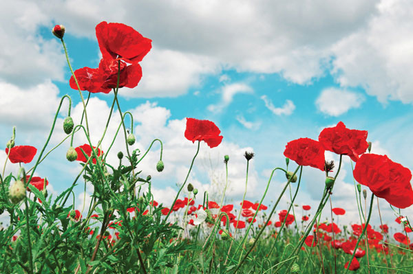 Προτάσεις για διακόσμησηΟ πίνακας σε καμβά FLO-139 προσδίδει μια κομψή πινελιά στον χώρο σας με τα αρμονικά του χρώματα και το θέμα των λουλουδιών που αποπνέει φυσική ομορφιά. Σε ένα κλασικό στυλ διακόσμησης, μπορεί να ενσωματωθεί με μεγάλη επιτυχία δίνοντας ένα σημείο αναφοράς που συνδέει την παράδοση με τη φύση. Σε ένα μοντέρνο περιβάλλον, οι γραμμές και τα χρώματα του πίνακα μπορούν να προσδώσουν έναν ρομαντικό τόνο, ενώ στο μινιμαλιστικό στυλ, λειτουργεί ως κεντρικό στοιχείο που προσελκύει τα βλέμματα χωρίς να φορτώνει τον χώρο.Λίγα λόγια για τον πίνακαΠρόκειται για μια ψηφιακή εκτύπωση σε πίνακα καμβά που αποτυπώνει με ιδιαίτερη ευαισθησία τη μορφή των λουλουδιών. Οι απαλές πινελιές και οι ρομαντικές αποχρώσεις του λευκού, του ροζ και του πράσινου δημιουργούν έναν άμεσο σύνδεσμο με τη φύση. Το θέμα της εικόνας συνδέεται με την αναγέννηση και την ανανέωση, χαρακτηριστικά που βλέπουμε συχνά στη φύση και ιδανικά μεταφέρονται στο χώρο σας με αυτή την επιλογή.Ο πίνακας σε καμβά FLO-139 δημιουργεί μια ατμόσφαιρα ηρεμίας και γαλήνης, προκαλώντας συναισθήματα αναζωογόνησης και εσωτερικής ειρήνης στον θεατή. Προσκαλεί σε μια αίσθηση δροσιάς και φρεσκάδας, σαν την πρώτη ανοιξιάτικη ανάσα μετά από έναν μακρύ χειμώνα, αναδεικνύοντας τη σχέση του ανθρώπου με την ομορφιά και την απλότητα της φύσης.Ψηφιακή εκτύπωση σε καμβά. Ο καμβάς είναι υψηλής ποιότητας, ειδικός για ψηφιακή εκτύπωση που αναδεικνύει τα χρώματα. Είναι ιδανικός για διακόσμηση εσωτερικών χώρων. Παραλαμβάνετε τον πίνακα με την ψηφιακή εκτύπωση καμβά, τελαρωμένο σε τελάρο από ανθεκτικό ξύλο 2εκ, στη διάσταση που θέλετε.