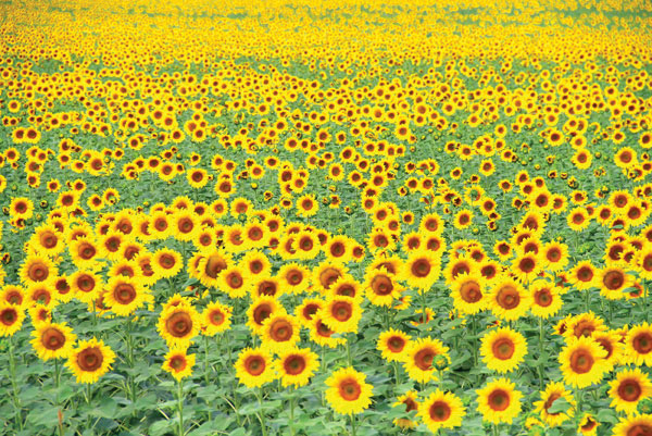 Προτάσεις για διακόσμησηΟ πίνακας σε καμβά FLO-140 με την ομορφιά των λουλουδιών αποτελεί μια εξαιρετική προσθήκη για κάθε χώρο. Σε ένα κλασικό περιβάλλον, μπορεί να τοποθετηθεί πάνω από έναν καναπέ με βαριοχρωματικούς τόνους, προσθέτοντας ζωντάνια και μια νότα φρεσκάδας. Σε ένα μοντέρνο ή μινιμαλιστικό στυλ, μπορεί να κλέψει την παράσταση ως το κεντρικό κομμάτι τέχνης, δημιουργώντας ένα φιλικό και κομψό περιβάλλον. Οι φυσικές αποχρώσεις του αναδεικνύουν την αρμονία και δίνουν τη δυνατότητα στους θεατές να ταξιδέψουν σε μια πιο φυσική και χαλαρωτική ατμόσφαιρα.Λίγα λόγια για τον πίνακαΑυτή η ψηφιακή εκτύπωση σε καμβά διαθέτει εξαίσιες λεπτομέρειες που αποτυπώνουν την ομορφιά και τη λεπτότητα των λουλουδιών. Το παιχνίδι των φωτεινών και παστέλ αποχρώσεων δίνει ζωή στην εικόνα, ενώ οι ομαλές υφές και οι φυσικές πινελιές δημιουργούν ένα ρεαλιστικό και εντυπωσιακό αποτέλεσμα. Η χρήση του λευκού και των αποχρώσεων του ροζ και του πράσινου συντελούν στην αίσθηση της ελπίδας και της ανανέωσης που αποπνέει ο πίνακας. Το θέμα προσφέρει ένα ανάγλυφο οπτικό θέαμα που συνδυάζει την ομορφιά της φύσης με την ανθρώπινη δημιουργικότητα.Ο πίνακας σε καμβά FLO-140 δημιουργεί μια αίσθηση ηρεμίας και εσωτερικής γαλήνης. Το θέμα των λουλουδιών, με την απλότητα και τη διαχρονική ομορφιά του, μεταφέρει μια βαθιά αίσθηση ζωντάνιας και αναζωογόνησης. Είναι ιδανικός για όσους επιθυμούν να προσθέσουν μια δόση φύσης στον εσωτερικό τους χώρο, προκαλώντας θετικά συναισθήματα και σκέψεις. Ενσωματώνει ένα κομμάτι εποχιακής αλλαγής και ανανέωσης που αναδεικνύει τη ζωντάνια του φυσικού κόσμου.Ψηφιακή εκτύπωση σε καμβά. Ο καμβάς είναι υψηλής ποιότητας, ειδικός για ψηφιακή εκτύπωση που αναδεικνύει τα χρώματα. Είναι ιδανικός για διακόσμηση εσωτερικών χώρων. Παραλαμβάνετε τον πίνακα με την ψηφιακή εκτύπωση καμβά, τελαρωμένο σε τελάρο από ανθεκτικό ξύλο 2εκ, στη διάσταση που θέλετε.