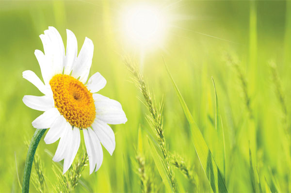 Προτάσεις για διακόσμησηΟ πίνακας σε καμβά FLO-142 μπορεί να ενσωματωθεί με μοναδικό τρόπο σε διάφορα στυλ διακόσμησης, προσφέροντας αίσθηση φρεσκάδας και φυσικής ομορφιάς. Σε έναν κλασικό χώρο, τα λουλούδια του πίνακα μπορούν να τονίσουν τις πλούσιες λεπτομέρειες και τα πολυτελή υφάσματα, προσθέτοντας μια ρομαντική διάσταση. Σε έναν μοντέρνο χώρο, η καθαρή και ζωηρή αισθητική του μπορεί να λειτουργήσει ως κεντρικό σημείο, δημιουργώντας αντίθεση με τις καθαρές γραμμές και τις μινιμαλιστικές διακοσμητικές επιλογές. Τέλος, σε έναν μινιμαλιστικό περιβάλλον, η ζωντάνια των λουλουδιών προσφέρει μια δόση αισιοδοξίας και θετικής ενέργειας, αναδεικνύοντας τον καμβά ως το επίκεντρο της προσοχής.Λίγα λόγια για τον πίνακαΗ χρήση του φωτός και των αποχρώσεων στο FLO-142 αποπνέει μία κομψή ισορροπία μεταξύ ρεαλισμού και καλλιτεχνικής απεικόνισης της φύσης. Τα ζωντανά και φωτεινά χρώματα των λουλουδιών συνδυάζονται αρμονικά με τις απαλά φθίνουσες σκιές, προσδίδοντας στον πίνακα μία αίσθηση ζεστασιάς και εγγύτητας. Οι πινελιές είναι λεπτές και ακριβείς, αναδεικνύοντας τις λεπτομέρειες στα πέταλα και τα φύλλα, ενώ οι υφές προσφέρουν βάθος και τρίτη διάσταση στο έργο, προκαλώντας το ενδιαφέρον και τη συμμετοχή του θεατή.Ο πίνακας σε καμβά FLO-142 δημιουργεί αίσθηση ηρεμίας και γλυκιάς νοσταλγίας για την ομορφιά της φύσης. Κάθε ματιά στον πίνακα μεταφέρει τον θεατή σε έναν κήπο γεμάτο χρώματα και ζωή, αποτυπώνοντας την εφήμερη πολυτέλεια της φυσικής ομορφιάς. Με την εκλεπτυσμένη σύνθεση και το καθηλωτικό θέμα του, ενθαρρύνει τον θεατή να έρθει σε επαφή με τις πιο απλές και γαλήνιες στιγμές της ζωής.Ψηφιακή εκτύπωση σε καμβά. Ο καμβάς είναι υψηλής ποιότητας, ειδικός για ψηφιακή εκτύπωση που αναδεικνύει τα χρώματα. Είναι ιδανικός για διακόσμηση εσωτερικών χώρων. Παραλαμβάνετε τον πίνακα με την ψηφιακή εκτύπωση καμβά, τελαρωμένο σε τελάρο από ανθεκτικό ξύλο 2εκ, στη διάσταση που θέλετε.