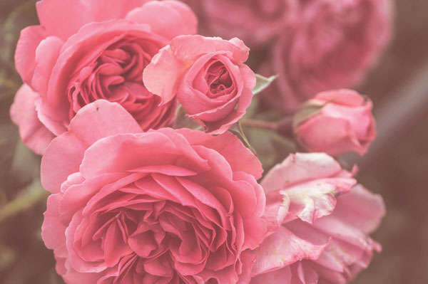 Προτάσεις για διακόσμησηΟ πίνακας σε καμβά FLO-143 είναι μια κομψή επιλογή που μπορεί να ενσωματωθεί σε διάφορα στυλ διακόσμησης, αναδεικνύοντας τον χώρο με τις γήινες αποχρώσεις και το αρχοντικό ύφος του. Σε έναν κλασικό σχεδιασμό, ο πίνακας μπορεί να προσδώσει μια νότα φινέτσας και γυναστικής γοητείας, με τα λουλούδια να προσθέτουν ένα άγγιγμα φυσικής ομορφιάς. Σε ένα μοντέρνο περιβάλλον, μπορεί να λειτουργήσει ως κεντρικό στοιχείο, προσφέροντας χρώμα και μια καλλιτεχνική αίσθηση στον μινιμαλιστικό χώρο. Ακόμα και σε έναν μινιμαλιστικό εσωτερικό χώρο, η λεπτή μαγεία των λουλουδιών του πίνακα εμπλουτίζει την απλότητα και προσθέτει ένα κομμάτι αρμονίας.Λίγα λόγια για τον πίνακαΑυτός ο πίνακας σε καμβά παρουσιάζει μία όμορφη σύνθεση λουλουδιών, διατηρώντας ένα κομψό και ευχάριστο αποτέλεσμα. Η λεπτομερής απεικόνιση και η αφαίρεση συνθέτουν μια διαρκή γοητεία, ενώ η χρήση μαλακών πινελιών και αποχρώσεων προσφέρει μία αίσθηση ηρεμίας και ευεξίας. Οι ματ και οι γυαλιστερές υφές εναλλάσσονται, δημιουργώντας μια πολυδιάστατη εμπειρία παρατήρησης. Το έργο αποπνέει ευγενική φινέτσα, που σε συνδυασμό με την εικόνα των λουλουδιών, μπορεί να θεωρηθεί ως σήμα κατατεθέν της έκφρασης της φύσης.Ο πίνακας δημιουργεί αίσθηση απαλότητας και χαλάρωσης, αναδεικνύοντας τη θετική και ζεστή πλευρά οποιουδήποτε χώρου. Μεταφέρει μια βαθιά αίσθηση αισιοδοξίας και αναγέννησης, καθώς η θέαση των λουλουδιών μπορεί να φέρει σκέψεις περί ομορφιάς και συνεχούς ανανέωσης. Ο παρατηρητής μπορεί να χαθεί στη μαγεία των φυσικών στοιχείων, συνδέοντας το προσωπικό του συναίσθημα με την καλλιτεχνική έμπνευση του έργου.Ψηφιακή εκτύπωση σε καμβά. Ο καμβάς είναι υψηλής ποιότητας, ειδικός για ψηφιακή εκτύπωση που αναδεικνύει τα χρώματα. Είναι ιδανικός για διακόσμηση εσωτερικών χώρων. Παραλαμβάνετε τον πίνακα με την ψηφιακή εκτύπωση καμβά, τελαρωμένο σε τελάρο από ανθεκτικό ξύλο 2εκ, στη διάσταση που θέλετε.