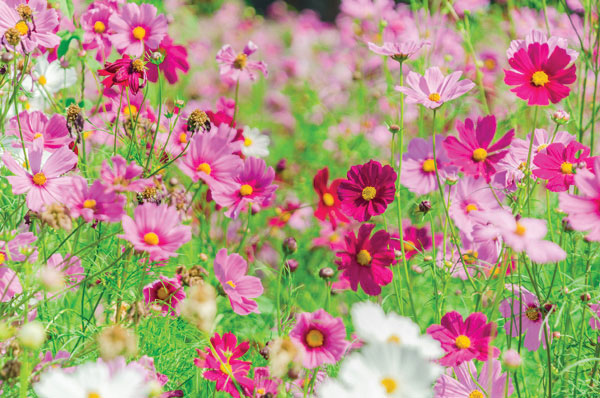 Προτάσεις για διακόσμησηΟ πίνακας σε καμβά FLO-147 αποτελεί μια δυνατή επιλογή για μια σειρά από διακοσμητικά στυλ. Οι φυσικές του αποχρώσεις και η απλότητα των λουλουδιών τον καθιστούν ιδανικό για μινιμαλιστικούς χώρους, προσφέροντας μια πινελιά φρεσκάδας και ζωντάνιας. Σε έναν κλασικό χώρο, μπορεί να χρησιμεύσει ως το κύριο στοιχείο που προσελκύει τα βλέμματα και ενισχύει την αισθητική αρμονία. Στους μοντέρνους χώρους, μπορεί να λειτουργήσει ως εντυπωσιακό αντισταθμιστικό στοιχείο, προσθέτοντας χρώμα και ζεστασιά.Λίγα λόγια για τον πίνακαΟ πίνακας αυτός επικεντρώνεται στα λουλούδια, εκπέμποντας μια αίσθηση ανανέωσης και φυσικής ομορφιάς. Οι αποχρώσεις στον πίνακα είναι κυρίως απαλές και θηλυκές, δημιουργώντας μια γαλήνια σύνθεση. Τα λουλούδια απεικονίζονται με ακρίβεια και ευκρίνεια, γεγονός που δείχνει την προσοχή στη λεπτομέρεια. Ο καλλιτέχνης έχει χρησιμοποιήσει λεπτές πινελιές για να αποδώσει την υφή και την ελαφρότητα των πέταλων. Η τεχνική αυτή συμβάλλει στη δημιουργία μιας αρμονικής και ευχάριστης εικόνας που αναδεικνύει την υποβλητική δυναμική των λουλουδιών.Ο πίνακας δημιουργεί μια αίσθηση ηρεμίας και εσωτερικής γαλήνης. Αναδύει μια δυνατότητα σύνδεσης με τη φύση, προσκαλώντας τον θεατή σε στιγμές στοχασμού και χαλάρωσης. Ενσωματώνοντας στοιχεία ισορροπίας και αισιοδοξίας, ο πίνακας αυτός μεταφέρει μια βαθιά αίσθηση ελπίδας και εσωτερικής αρμονίας. Η φυσική θεματολογία δίνει την ευκαιρία στους παρατηρητές να χαλαρώσουν και να απολαύσουν τη στιγμή, συνδέοντάς τους με την απαράμιλλη ομορφιά του φυσικού κόσμου.Ψηφιακή εκτύπωση σε καμβά. Ο καμβάς είναι υψηλής ποιότητας, ειδικός για ψηφιακή εκτύπωση που αναδεικνύει τα χρώματα. Είναι ιδανικός για διακόσμηση εσωτερικών χώρων. Παραλαμβάνετε τον πίνακα με την ψηφιακή εκτύπωση καμβά, τελαρωμένο σε τελάρο από ανθεκτικό ξύλο 2εκ, στη διάσταση που θέλετε.