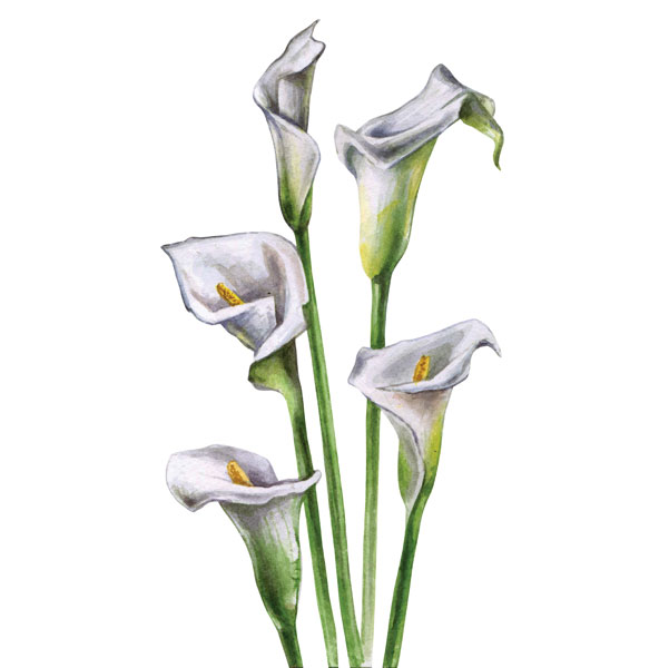 Προτάσεις για διακόσμησηΟ πίνακας σε καμβά FLOC-164 αποτελεί ιδανική προσθήκη για κάθε χώρο, προσφέροντας μια ντελικάτη παρουσία με τα ανθισμένα λουλούδια του. Στο κλασικό στυλ διακόσμησης, μπορεί να τοποθετηθεί πάνω από το τζάκι, προσθέτοντας ένα άγγιγμα φυσικής ομορφιάς και νοσταλγίας. Σε ένα μοντέρνο ή μινιμαλιστικό περιβάλλον, ο πίνακας λειτουργεί ως κεντρικό σημείο που αναδεικνύει τον χώρο με την απλότητά του και τις απαλά γήινες αποχρώσεις του, δημιουργώντας μια γαλήνια ατμόσφαιρα.Λίγα λόγια για τον πίνακαΟ πίνακας, διαθέτοντας απαλά χρώματα και ρευστές πινελιές, αιχμαλωτίζει την ομορφιά των λουλουδιών σε πλήρη άνθιση. Το θέμα εξερευνά την αέναη γοητεία της φύσης, προκαλώντας μια αίσθηση εσωτερικής γαλήνης. Οι λεπτές αποχρώσεις του ροζ και του λευκού συνδυάζονται αρμονικά, συμβολίζοντας την αγνότητα και την άνοιξη. Η τεχνική της φωτογραφίας παγώνει την στιγμή μέσα στον χρόνο, προσφέροντας μια αίσθηση διαχρονικότητας και φύσης που ανασταίνει.Ο πίνακας δημιουργεί μια ήρεμη αίσθηση που προσκαλεί τον θεατή να απολαύσει την απλότητα της φύσης σε στιγμές ηρεμίας και περισυλλογής. Με κάθε ματιά, μεταφέρει μια βαθιά αίσθηση σύνδεσης με τη φυσική ομορφιά, ανασύροντας μνήμες από ανοιξιάτικες μέρες. Ο FLOC-164 δεν είναι απλά ένας πίνακας σε καμβά, αλλά μια πρόσκληση για αναζήτηση της ποίησης στην καθημερινότητα.Ψηφιακή εκτύπωση σε καμβά. Ο καμβάς είναι υψηλής ποιότητας, ειδικός για ψηφιακή εκτύπωση που αναδεικνύει τα χρώματα. Είναι ιδανικός για διακόσμηση εσωτερικών χώρων. Παραλαμβάνετε τον πίνακα με την ψηφιακή εκτύπωση καμβά, τελαρωμένο σε τελάρο από ανθεκτικό ξύλο 2εκ, στη διάσταση που θέλετε.